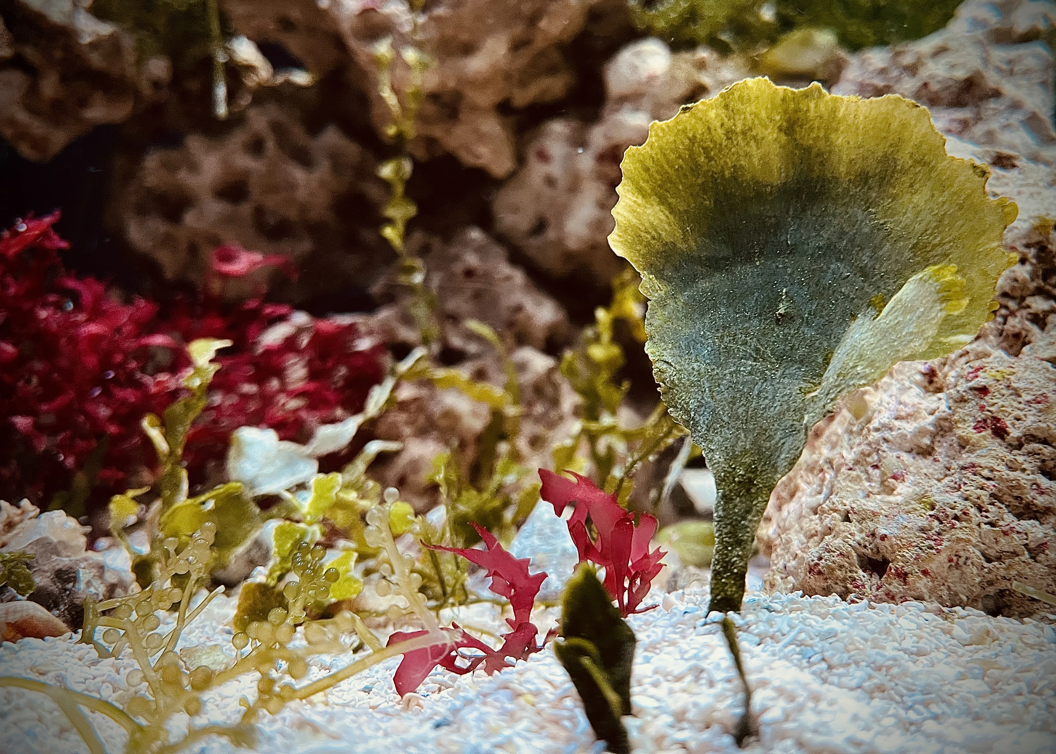 From the album: Aquaria