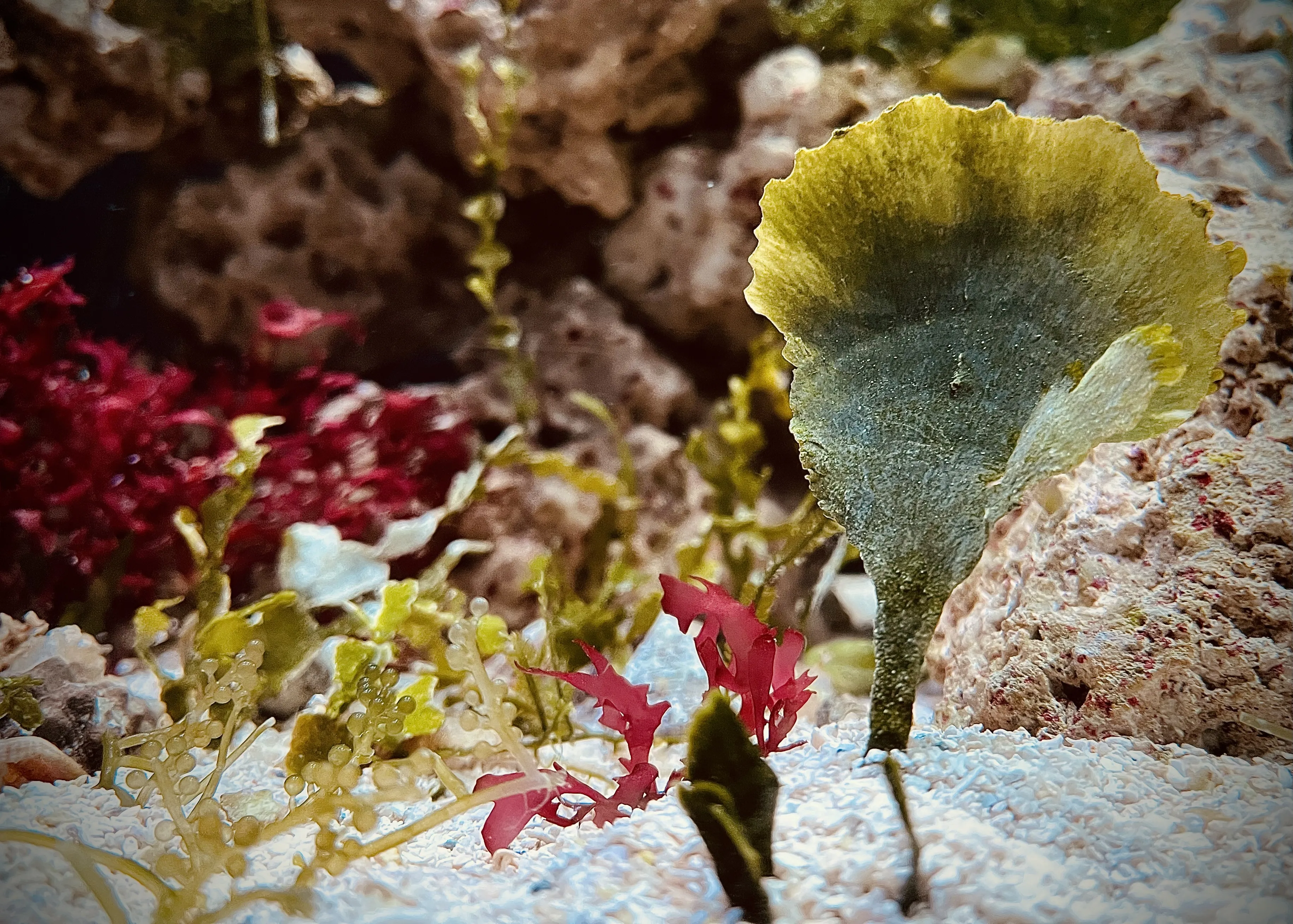 From the album: Aquaria