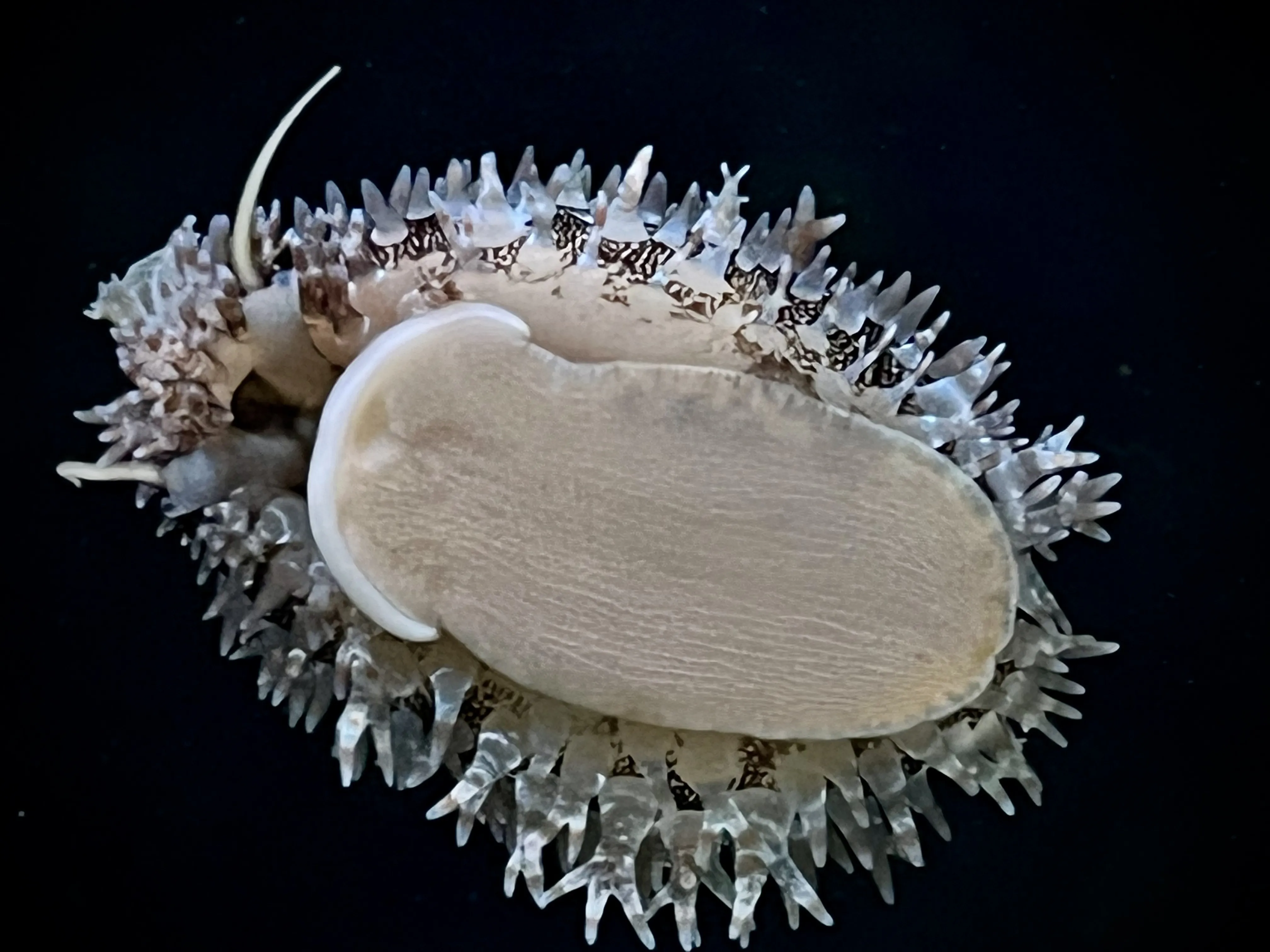 From the album: Aquaria