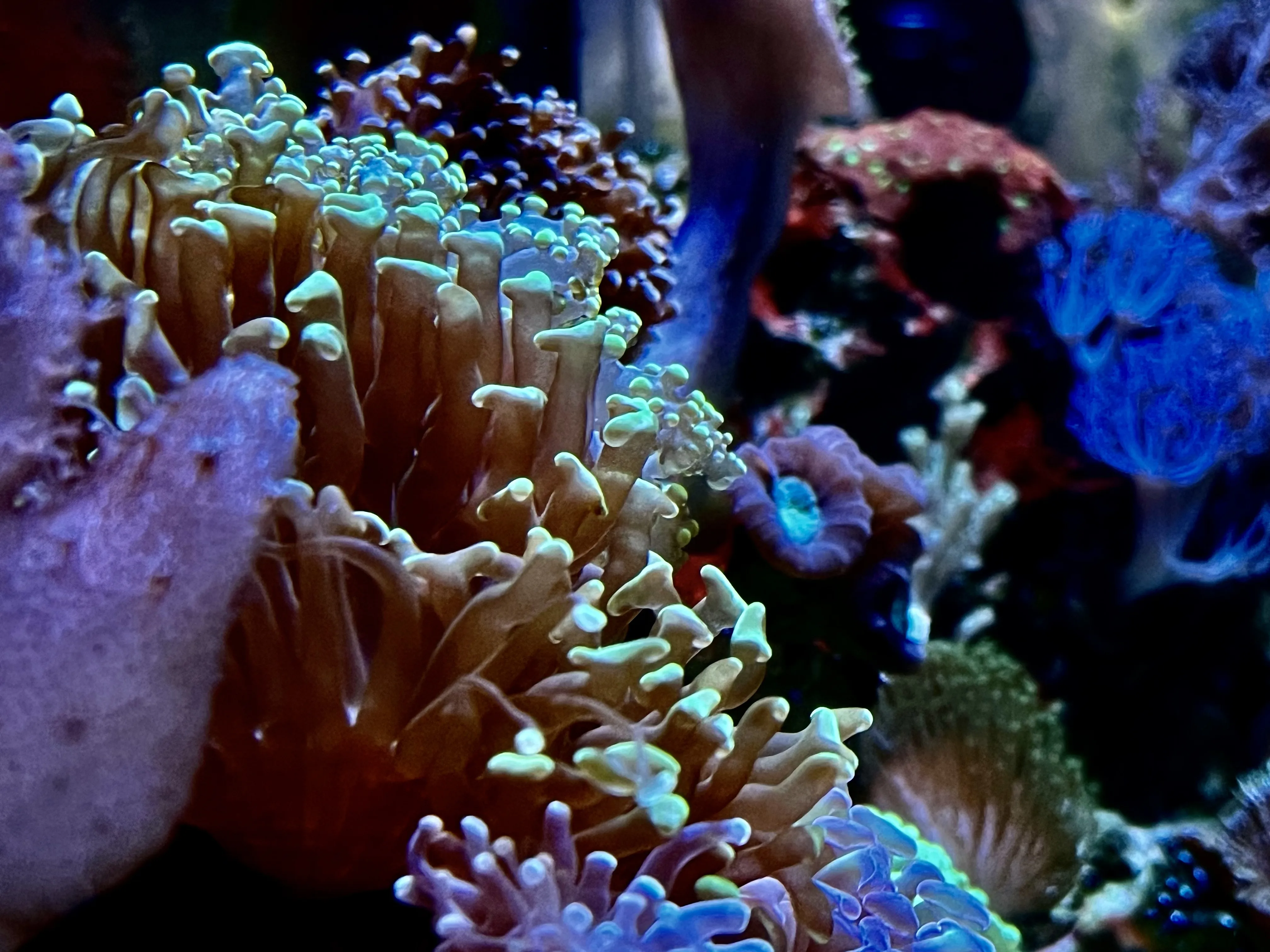 An image from the album: [Aquaria]