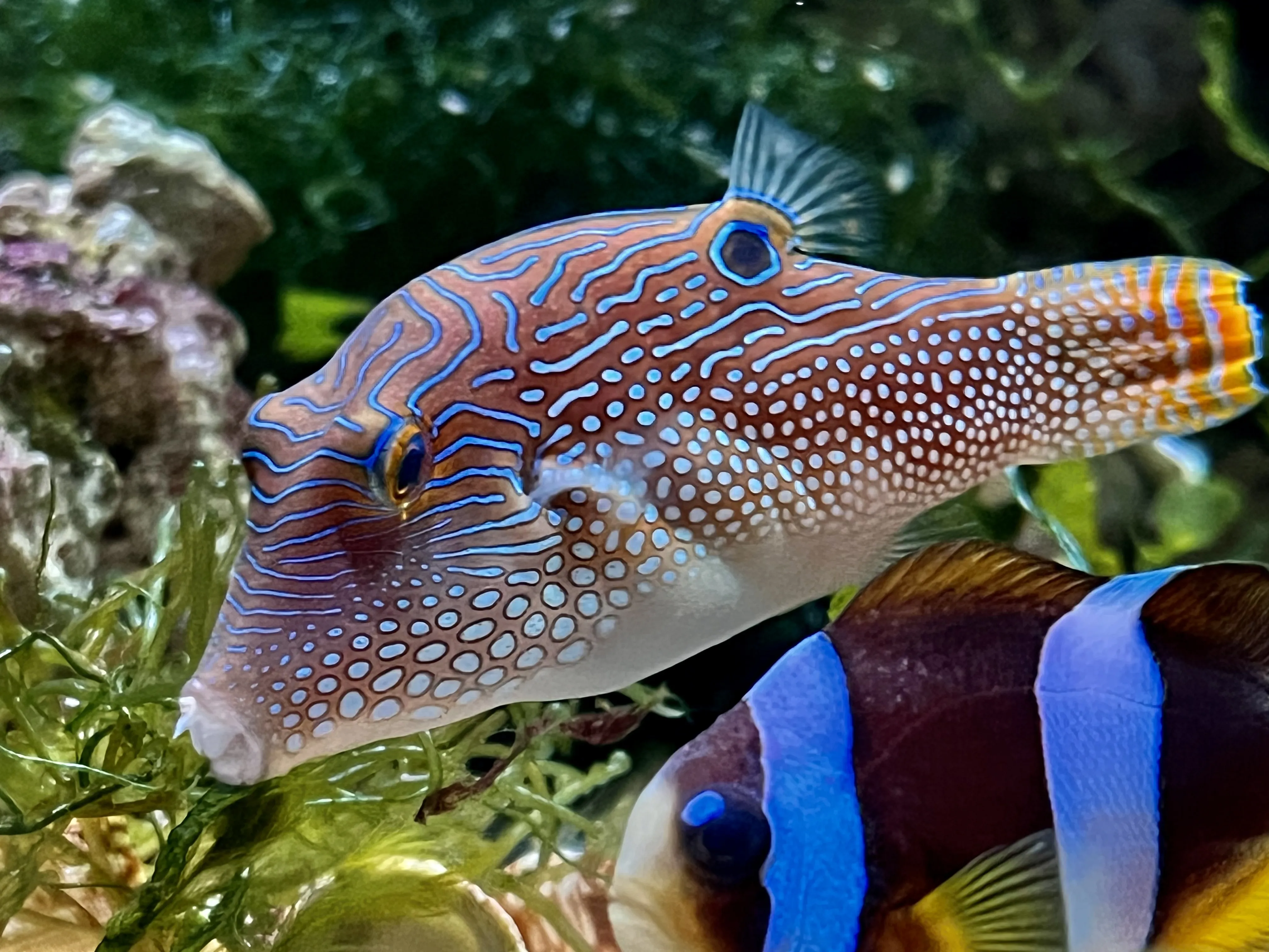 From the album: Aquaria