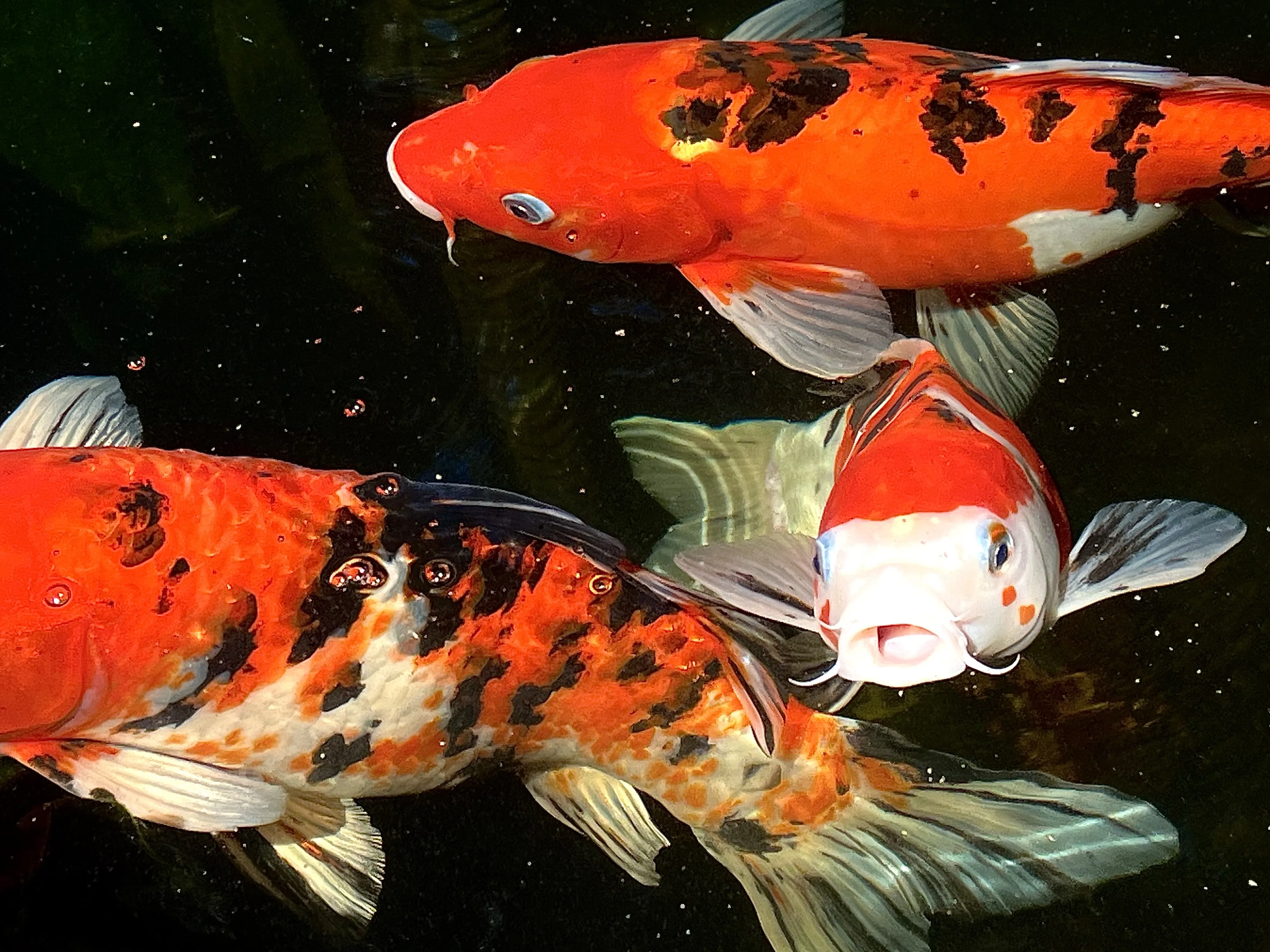 From the album: Aquaria