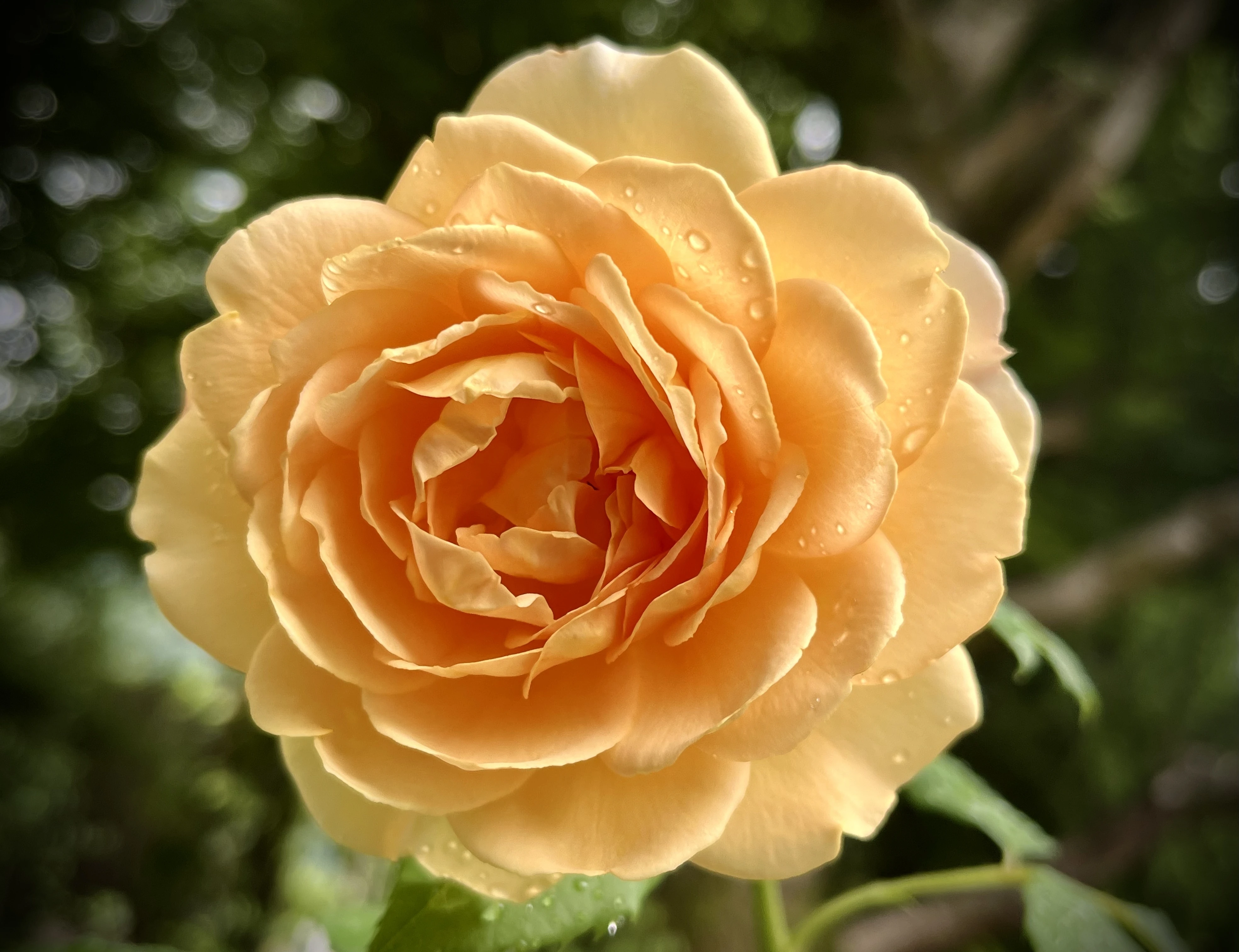 An image from the album: [Nature]