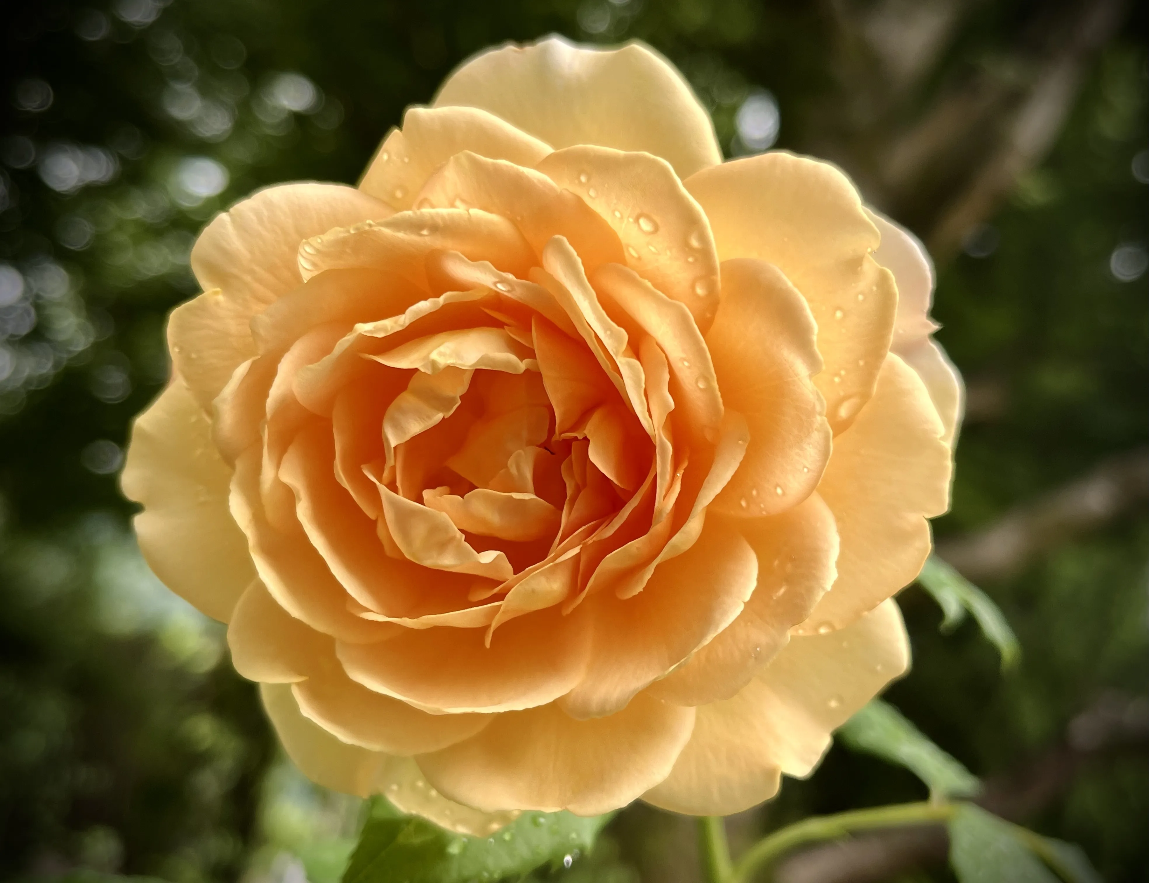 An image from the album: [Nature]