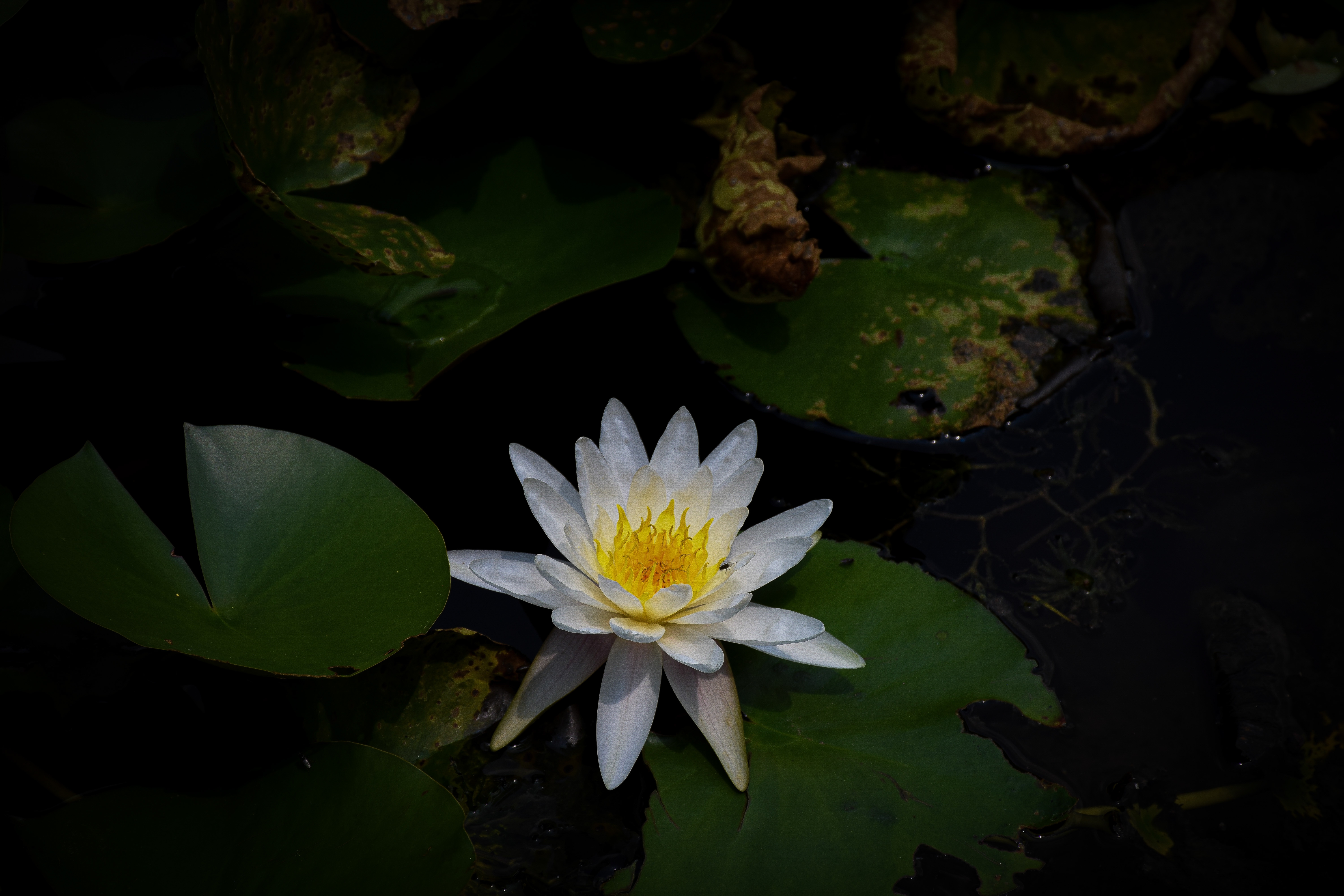 An image from the album: [Plants]