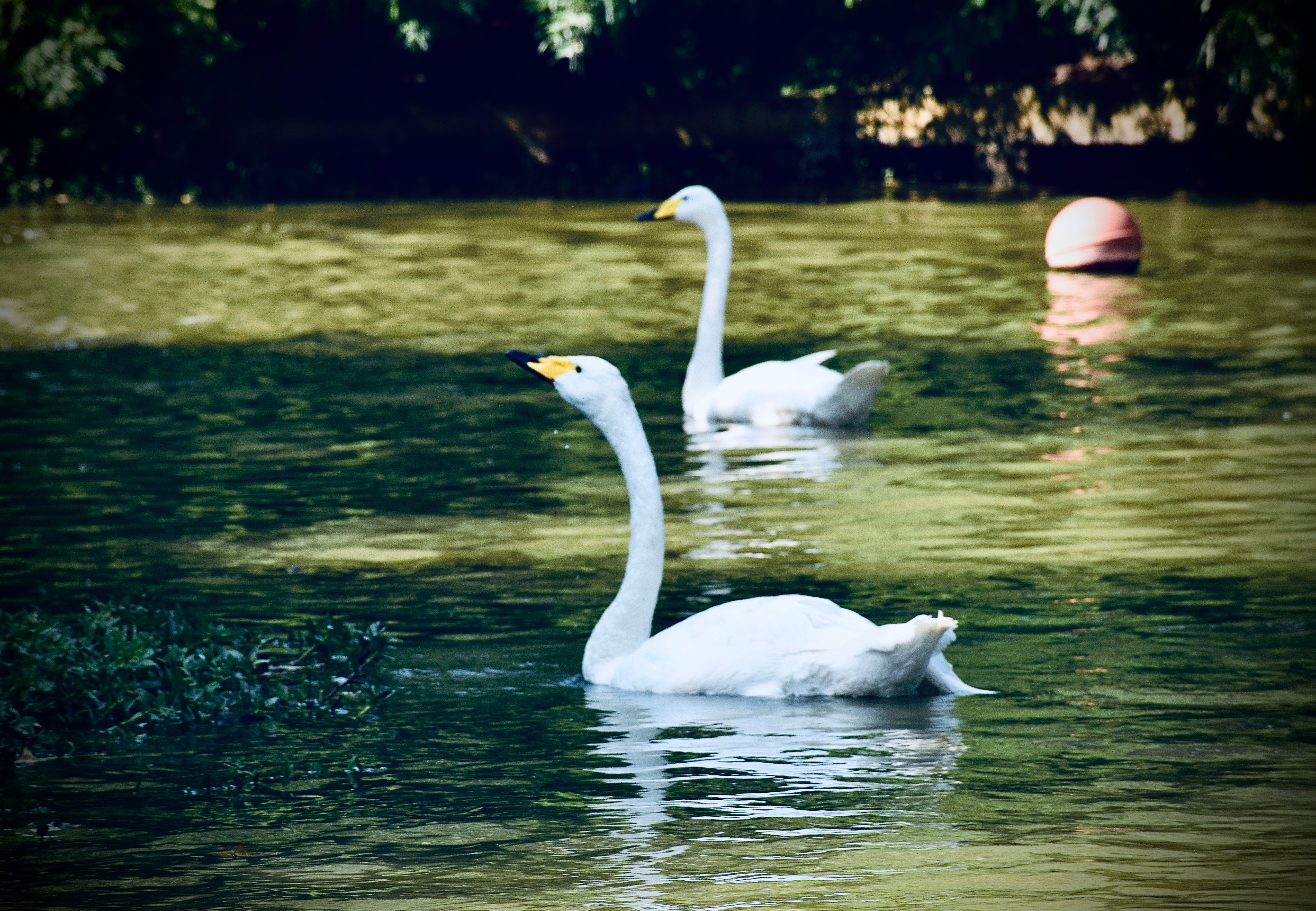 An image from the album: [Animals]