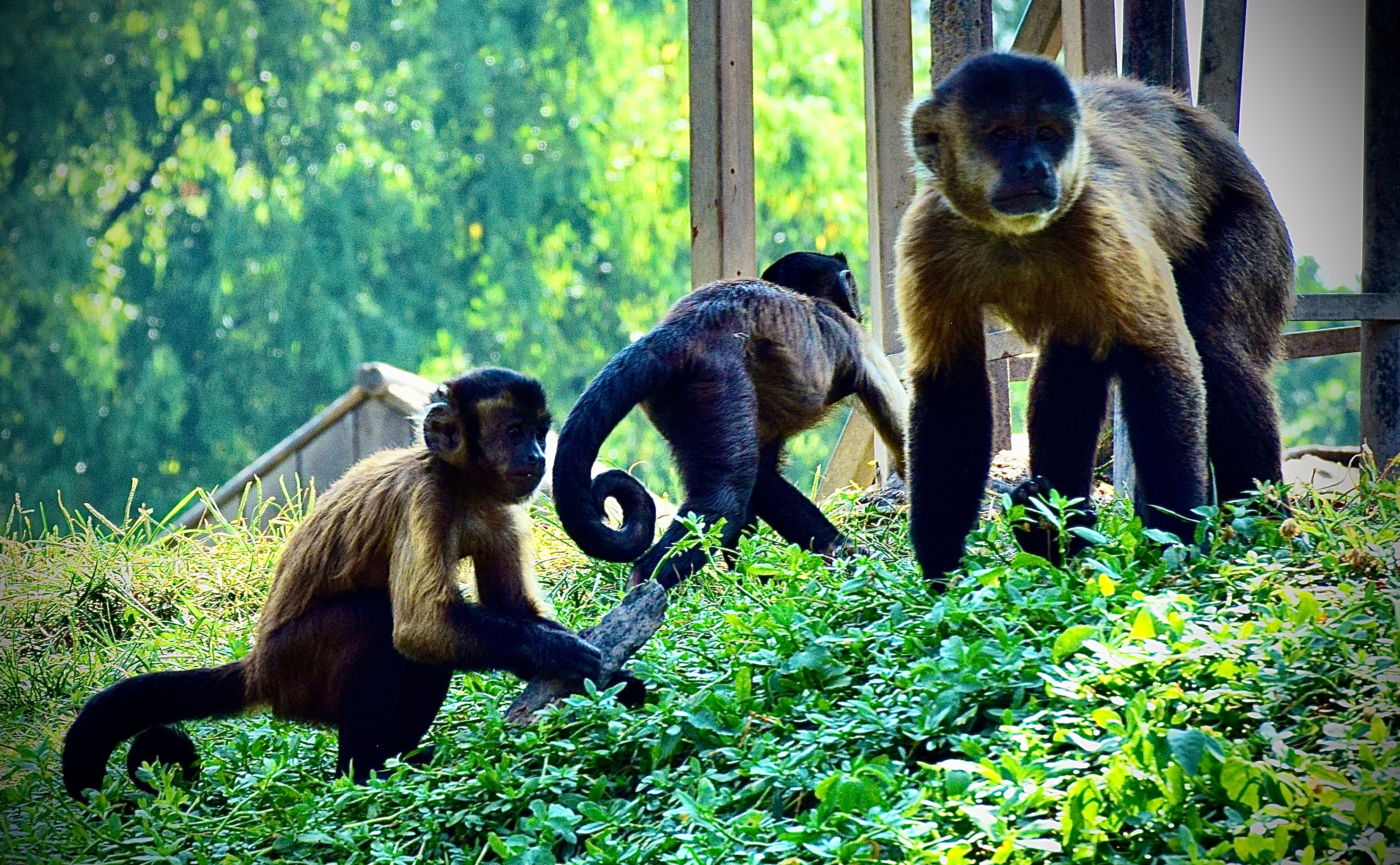 An image from the album: [Animals]