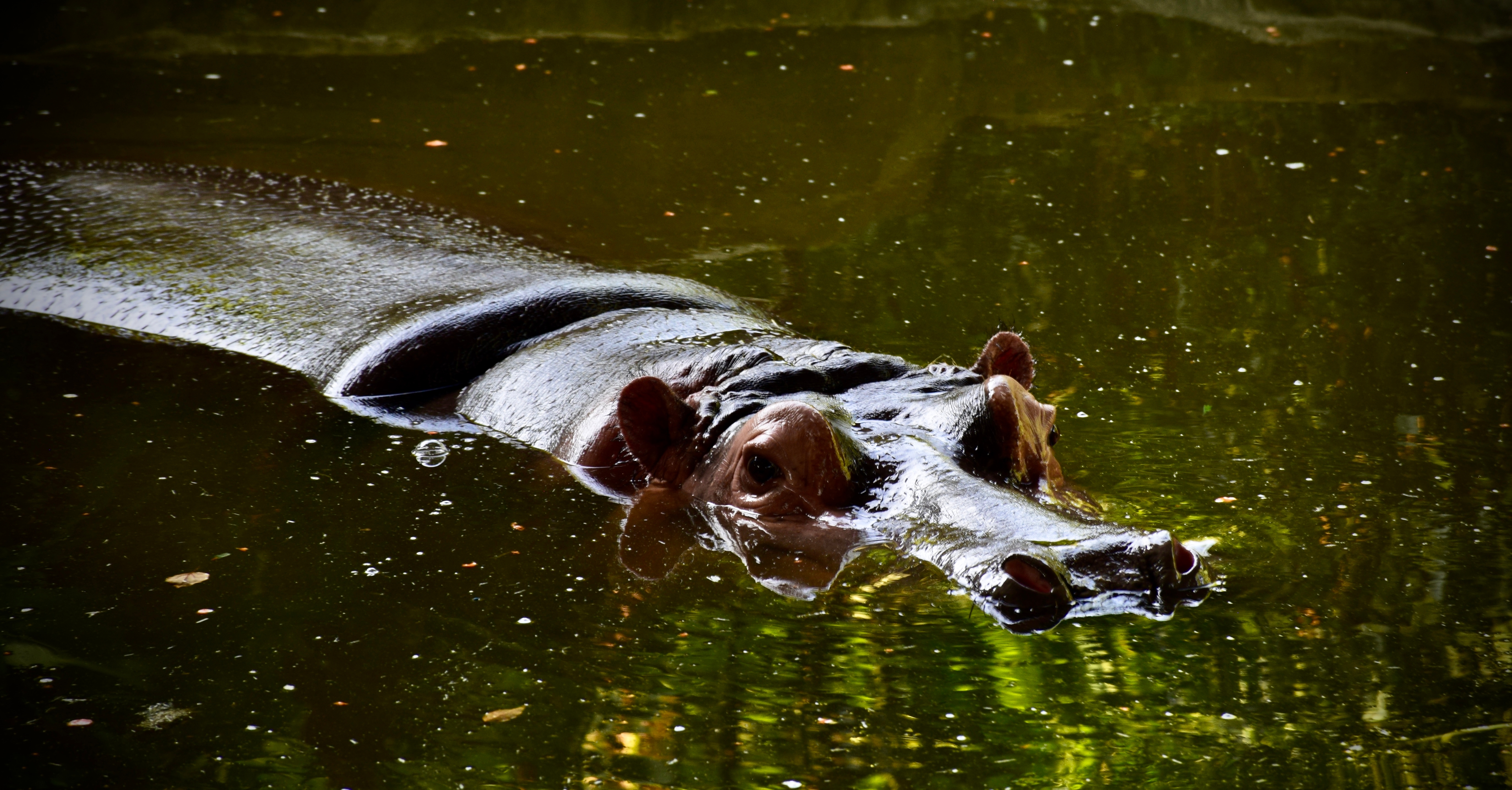 An image from the album: [Animals]