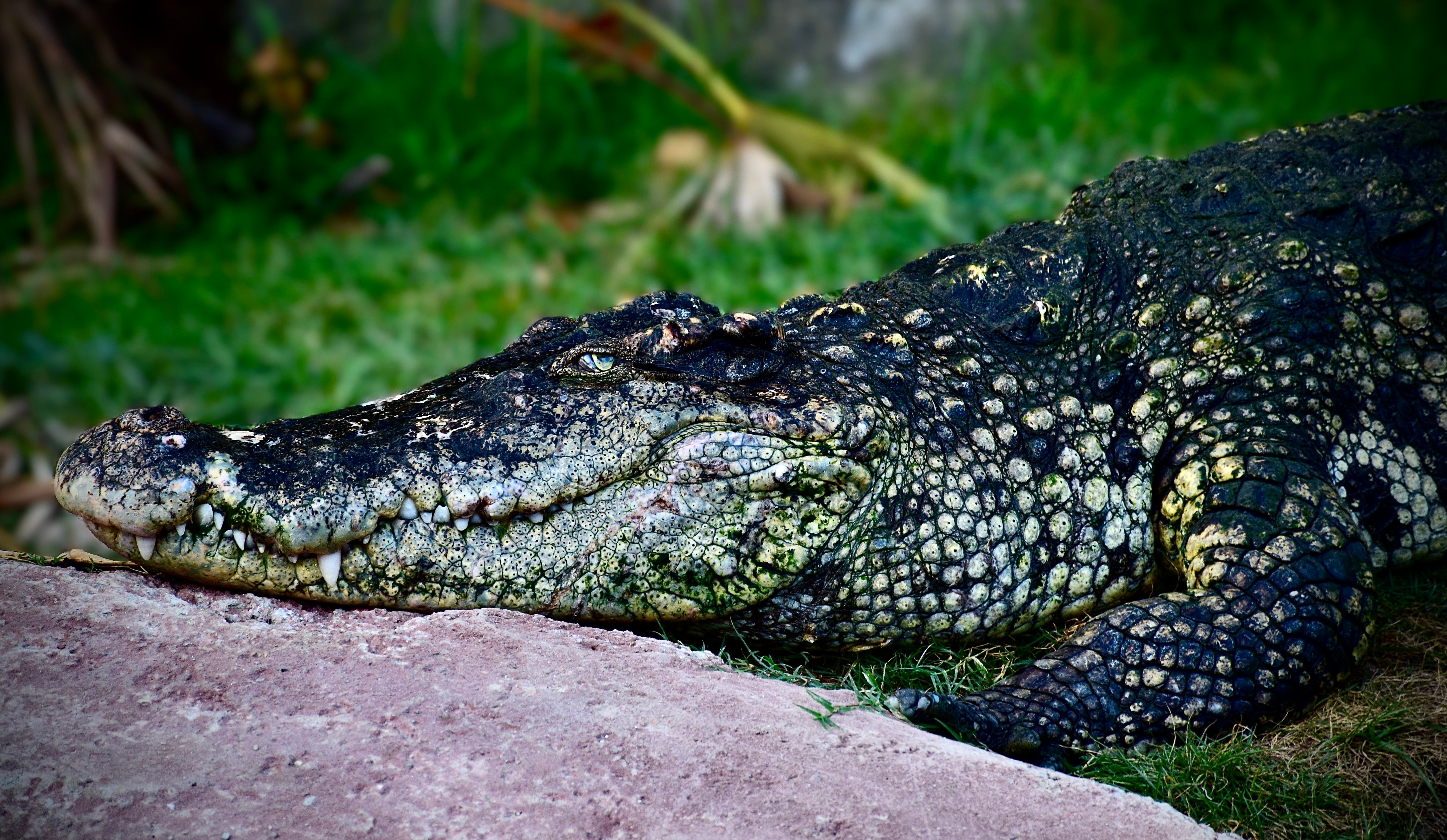 An image from the album: [Animals]