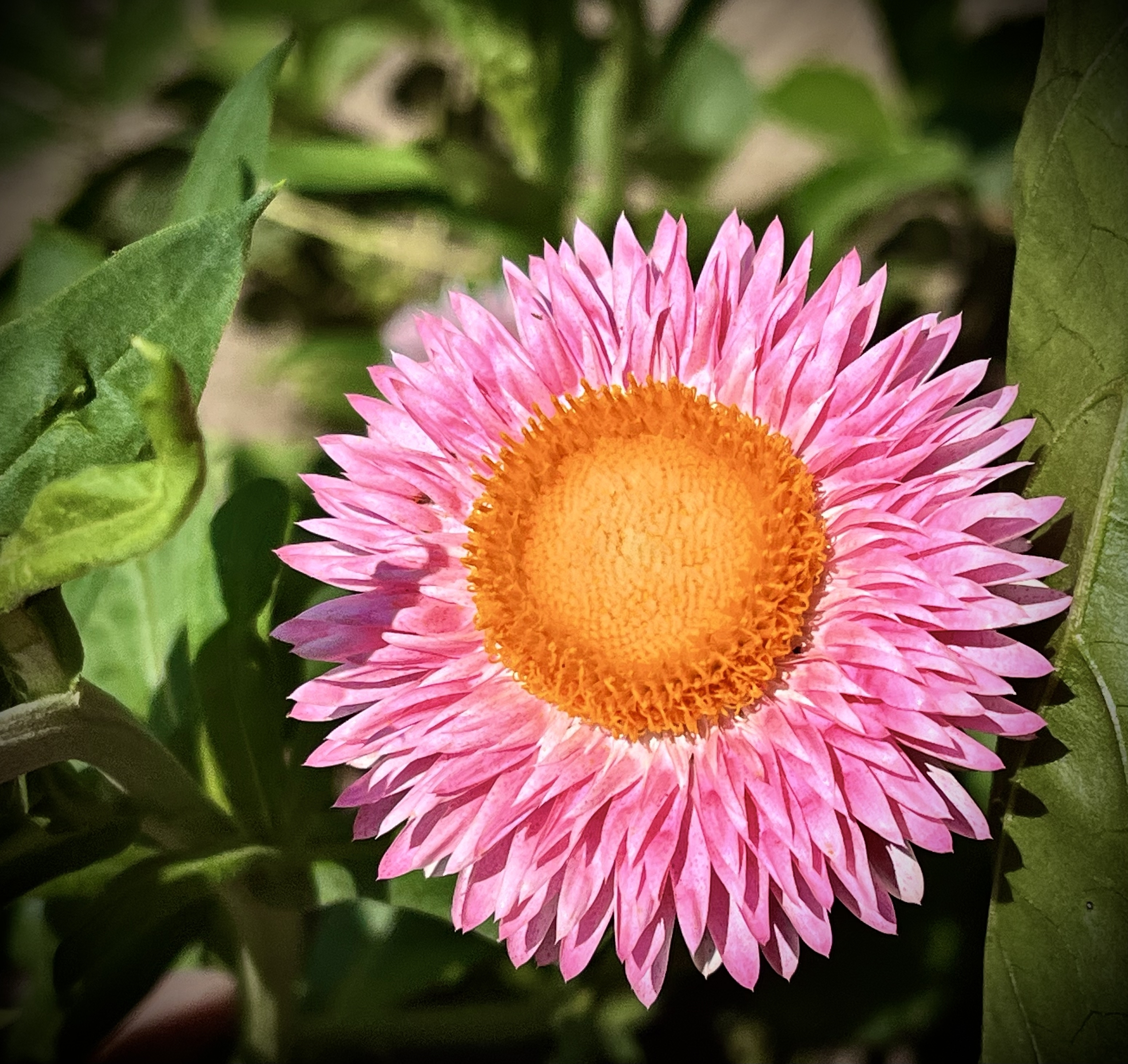 An image from the album: [Plants]