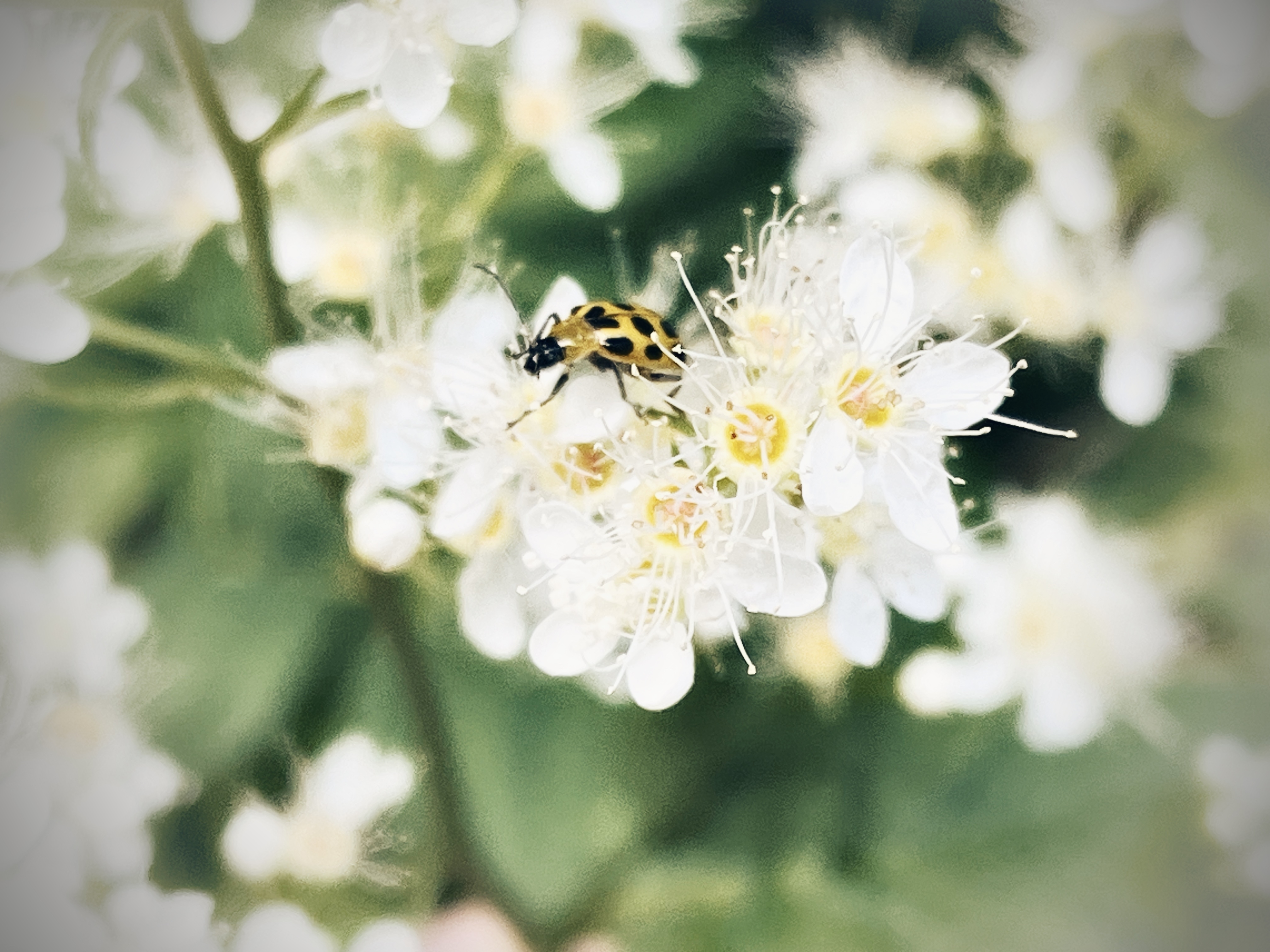 An image from the album: [Plants]