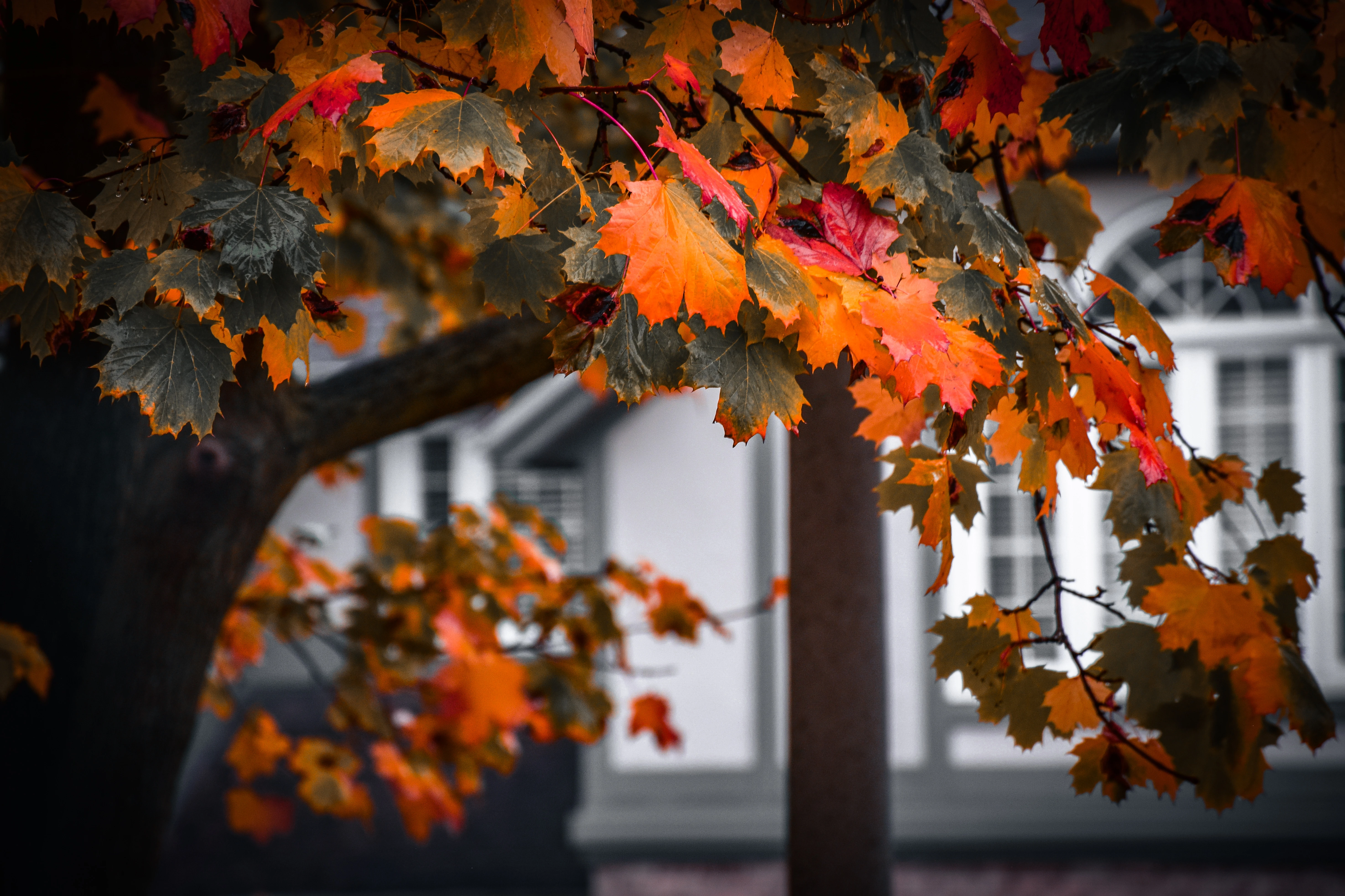 An image from the album: [Nature]