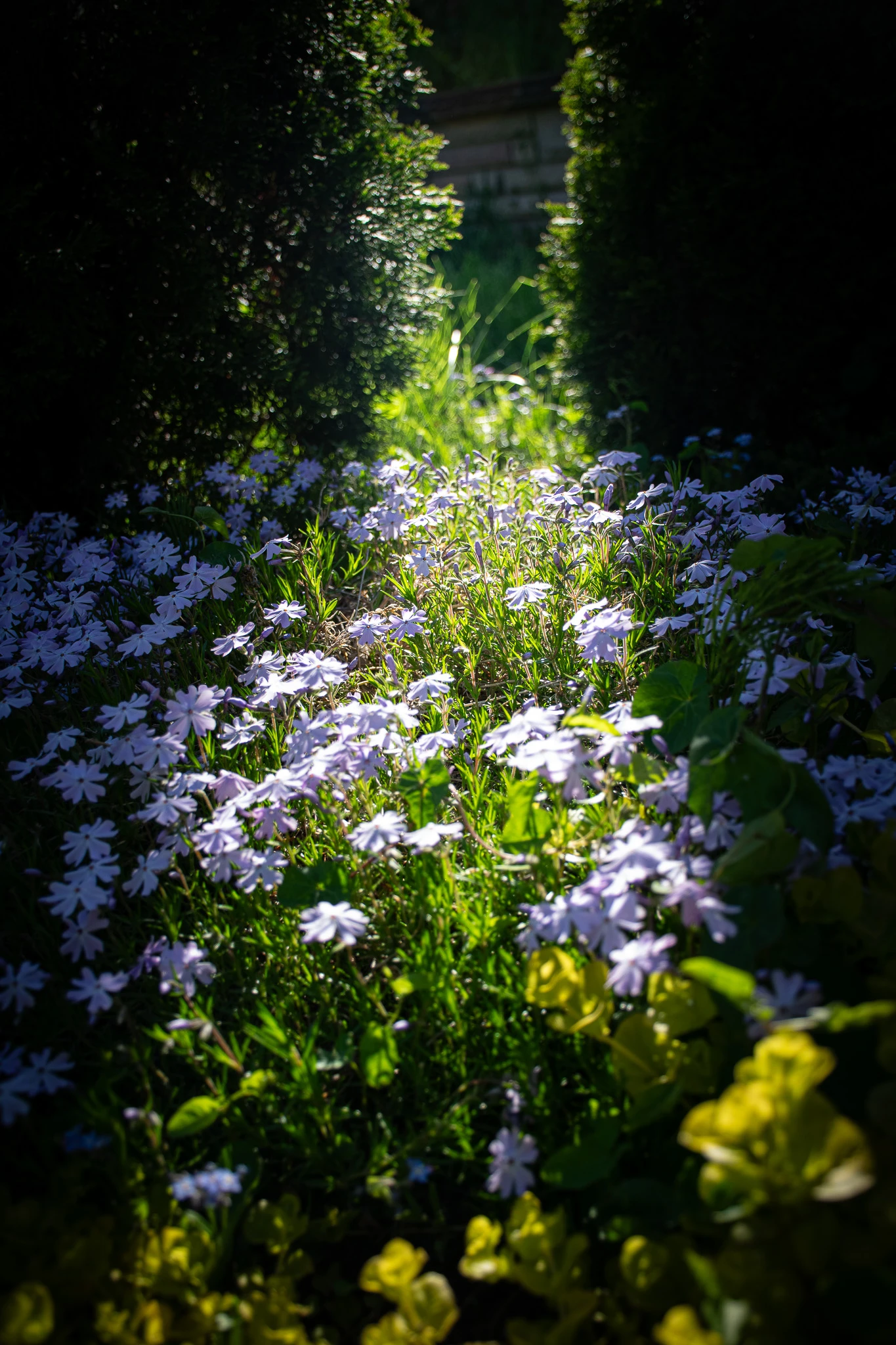 An image from the album: [Nature]