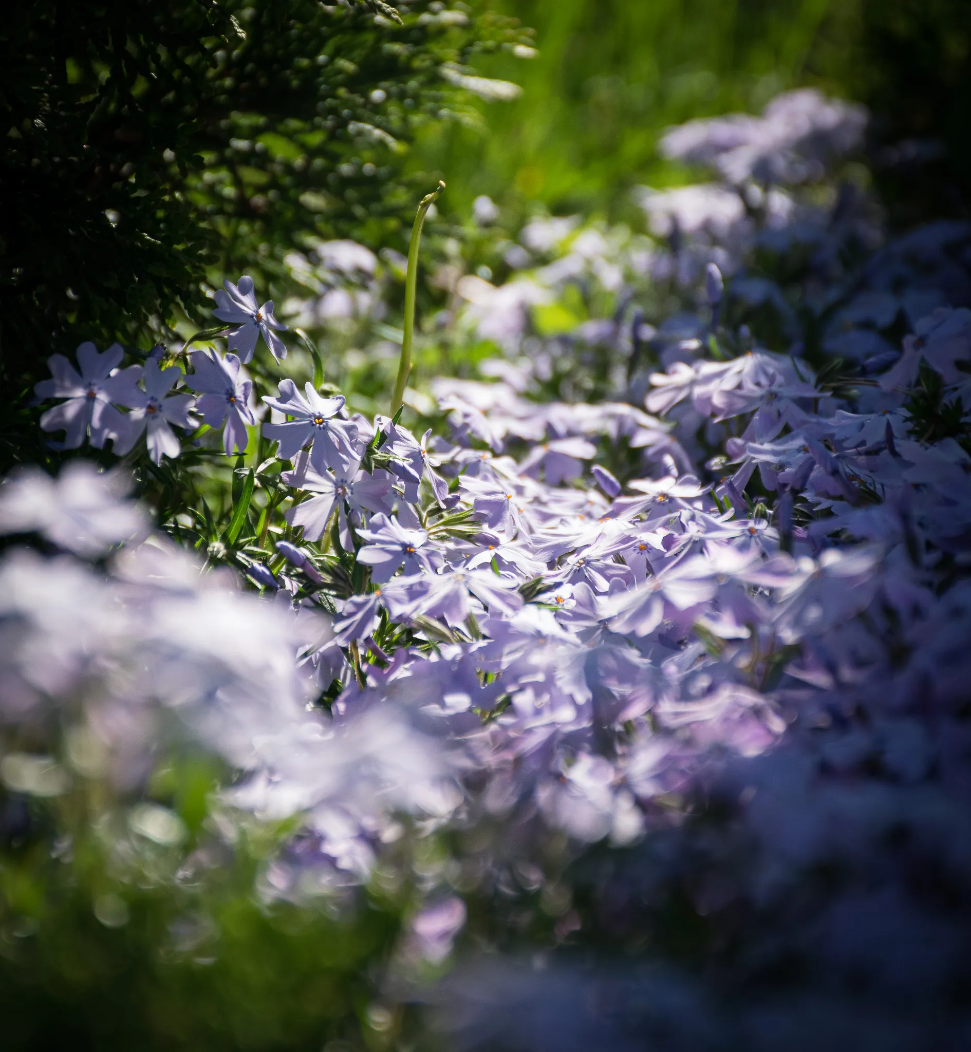 An image from the album: [Nature]