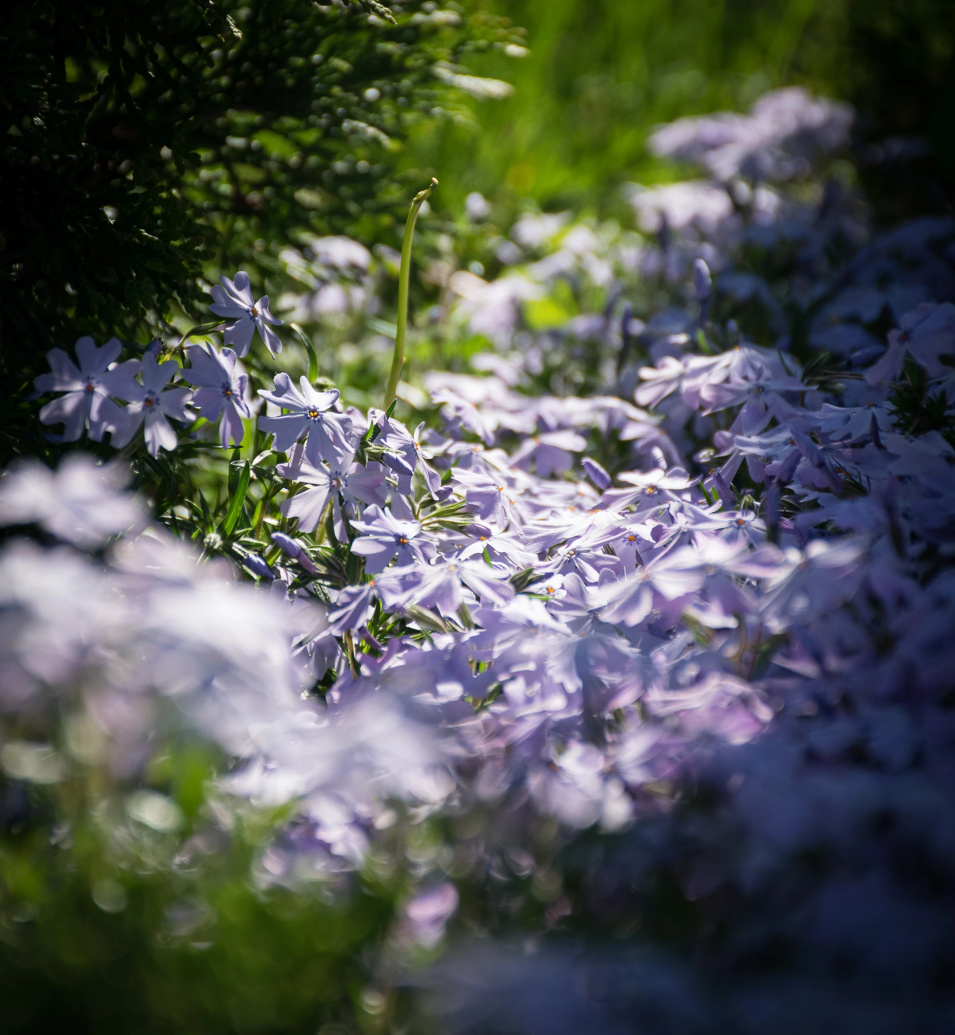 An image from the album: [Nature]