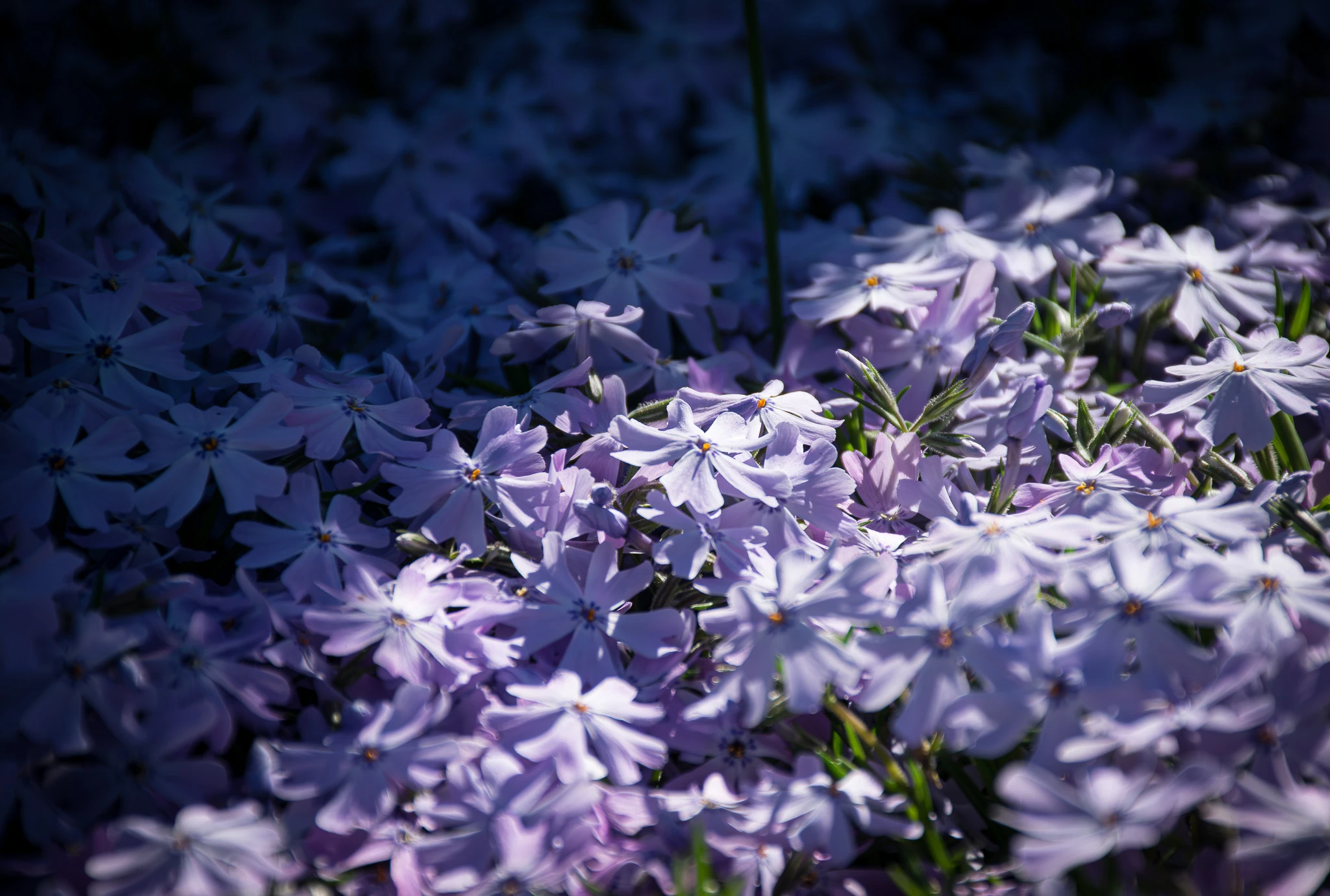 An image from the album: [Nature]