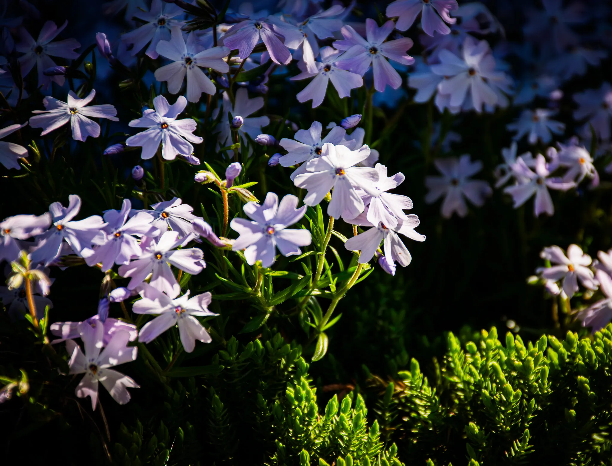 From the album: Nature