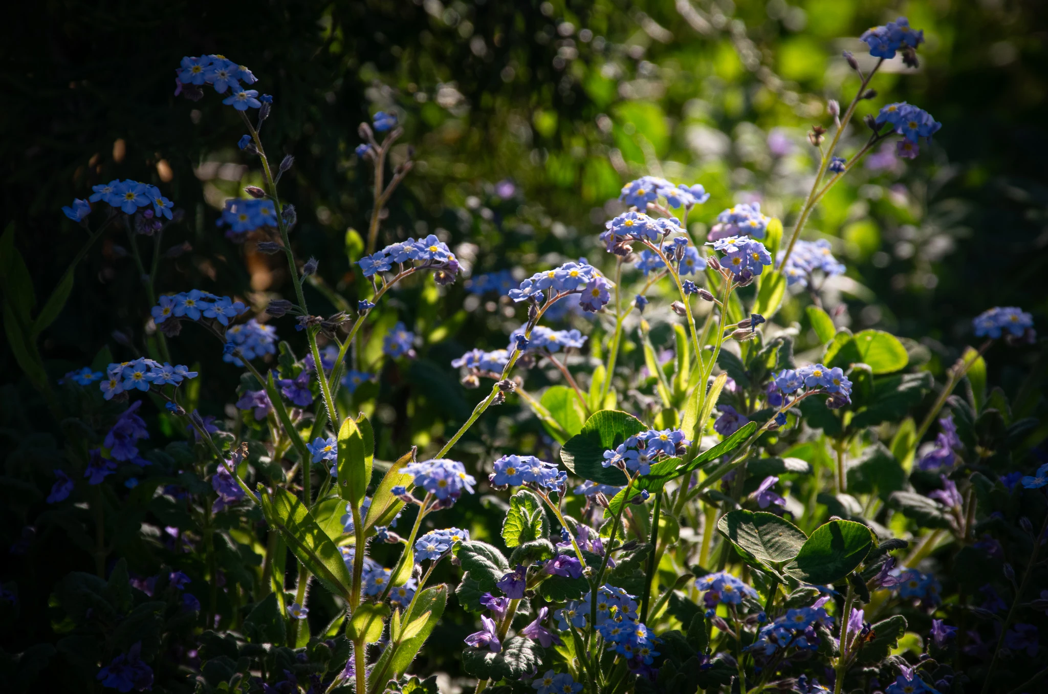 An image from the album: [Nature]