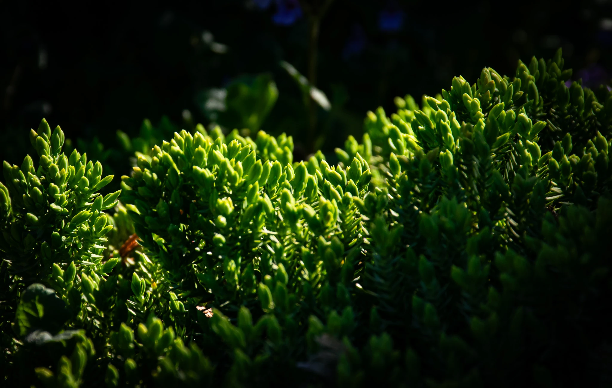 From the album: Nature