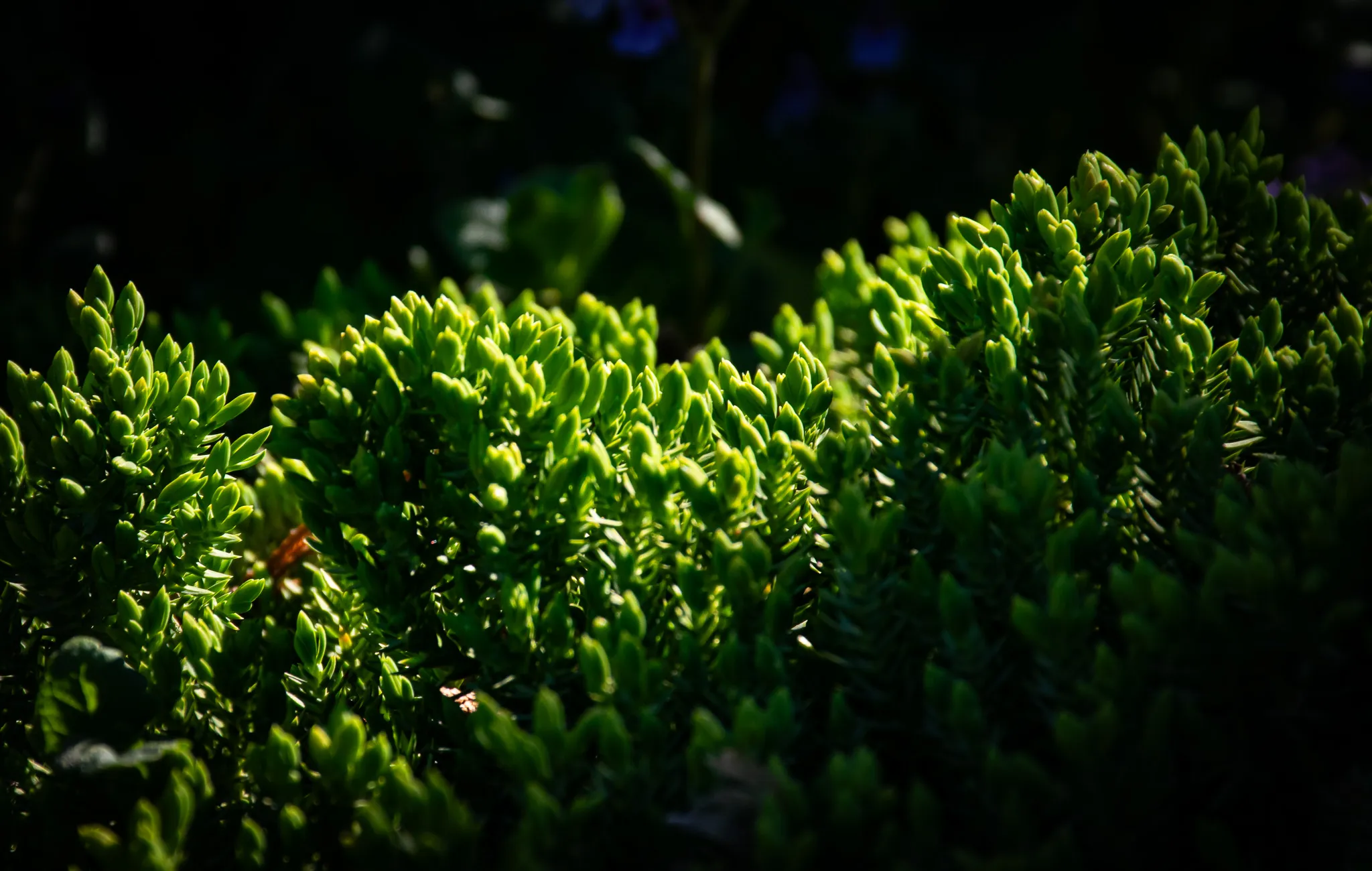 An image from the album: [Nature]