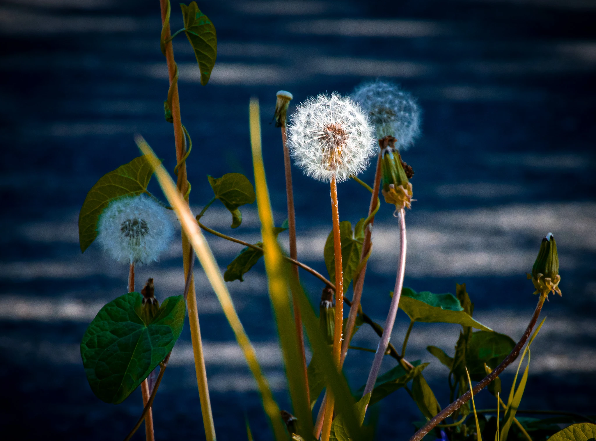 An image from the album: [Nature]