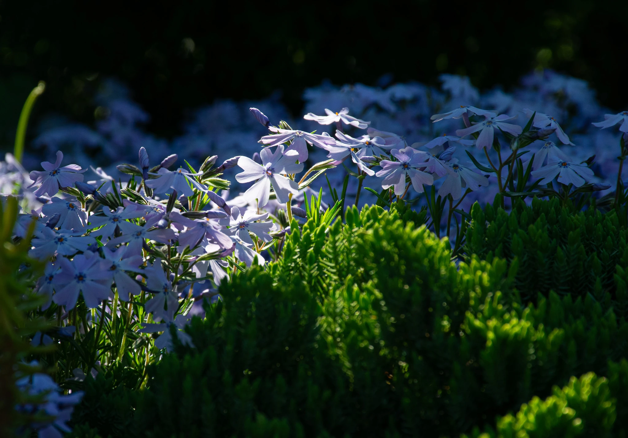 From the album: Nature