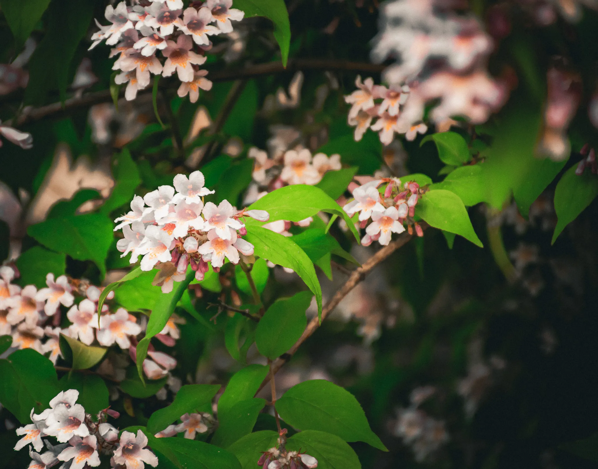 An image from the album: [Nature]