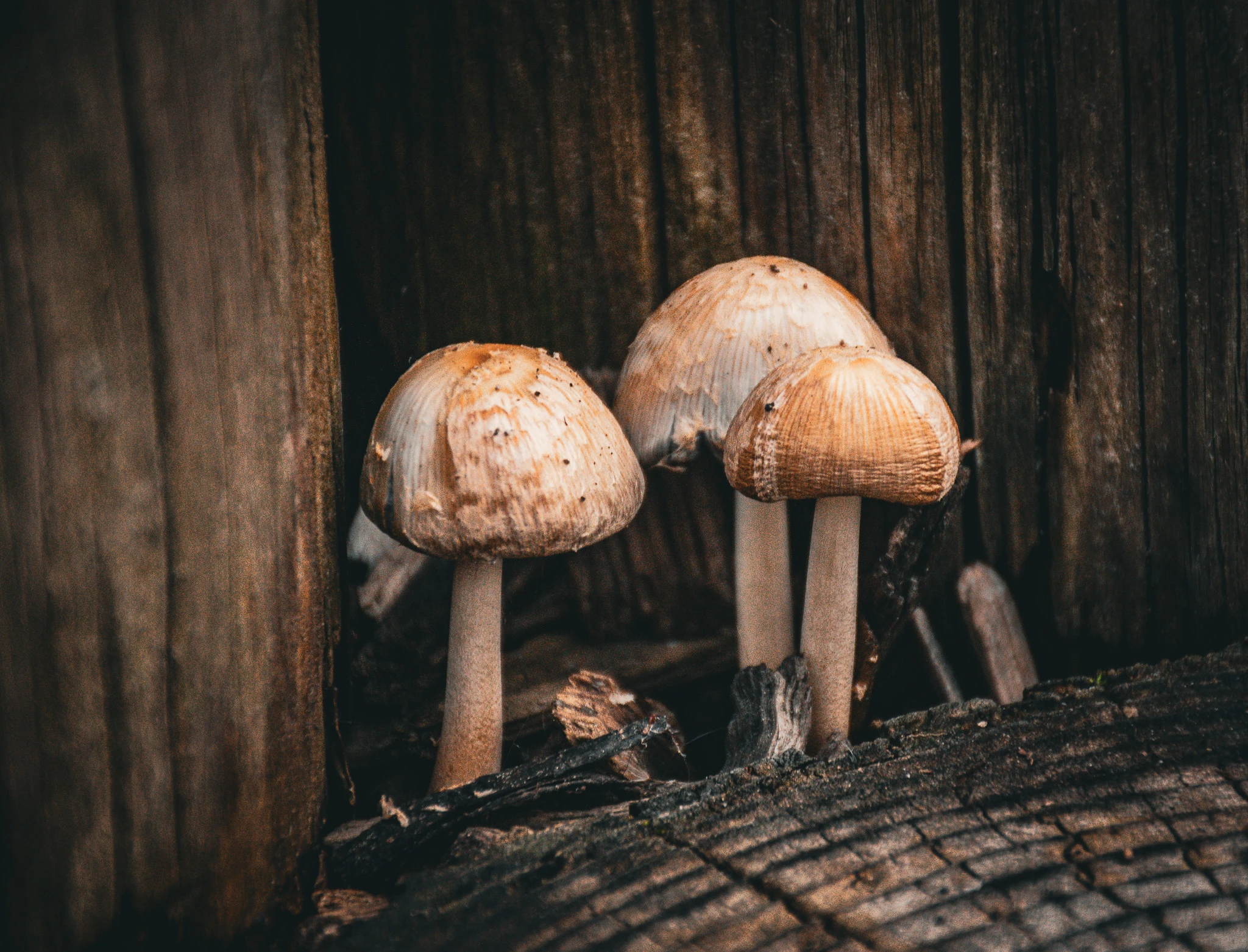 An image from the album: [Nature]