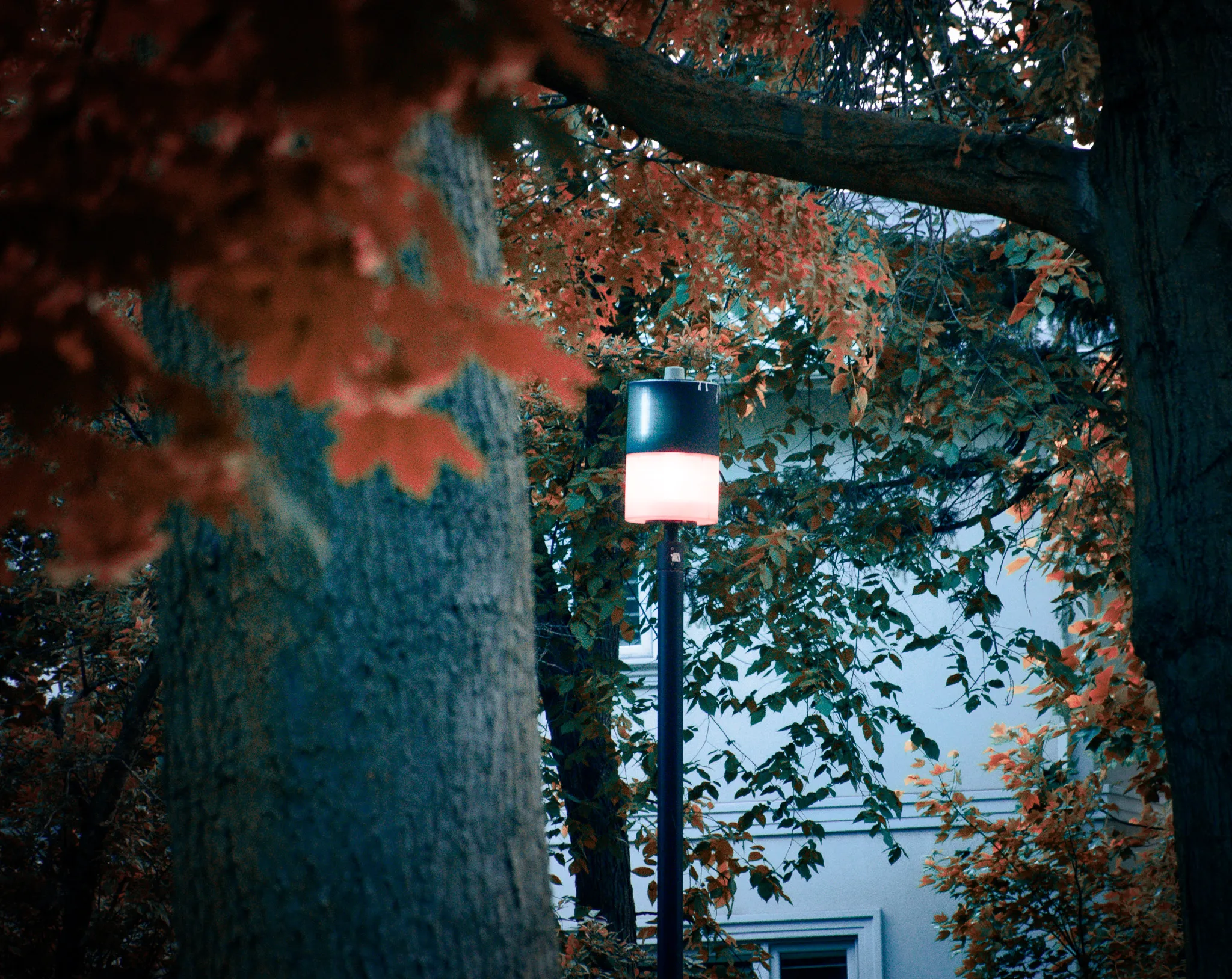 An image from the album: [Nature]