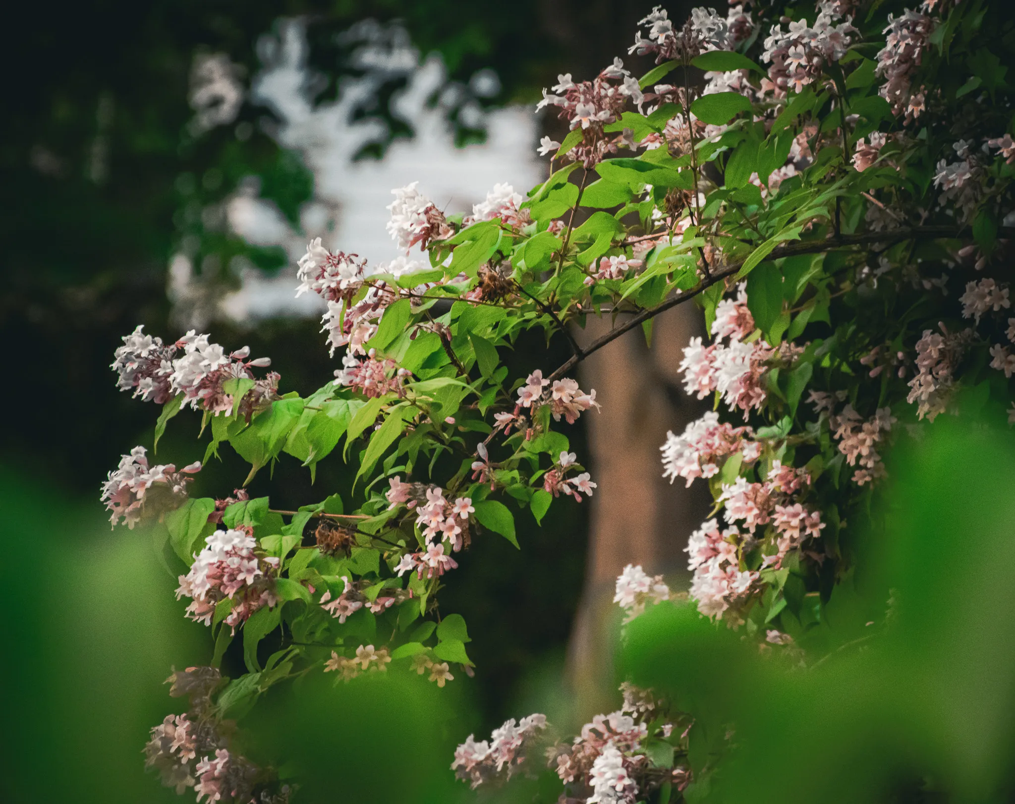 An image from the album: [Nature]