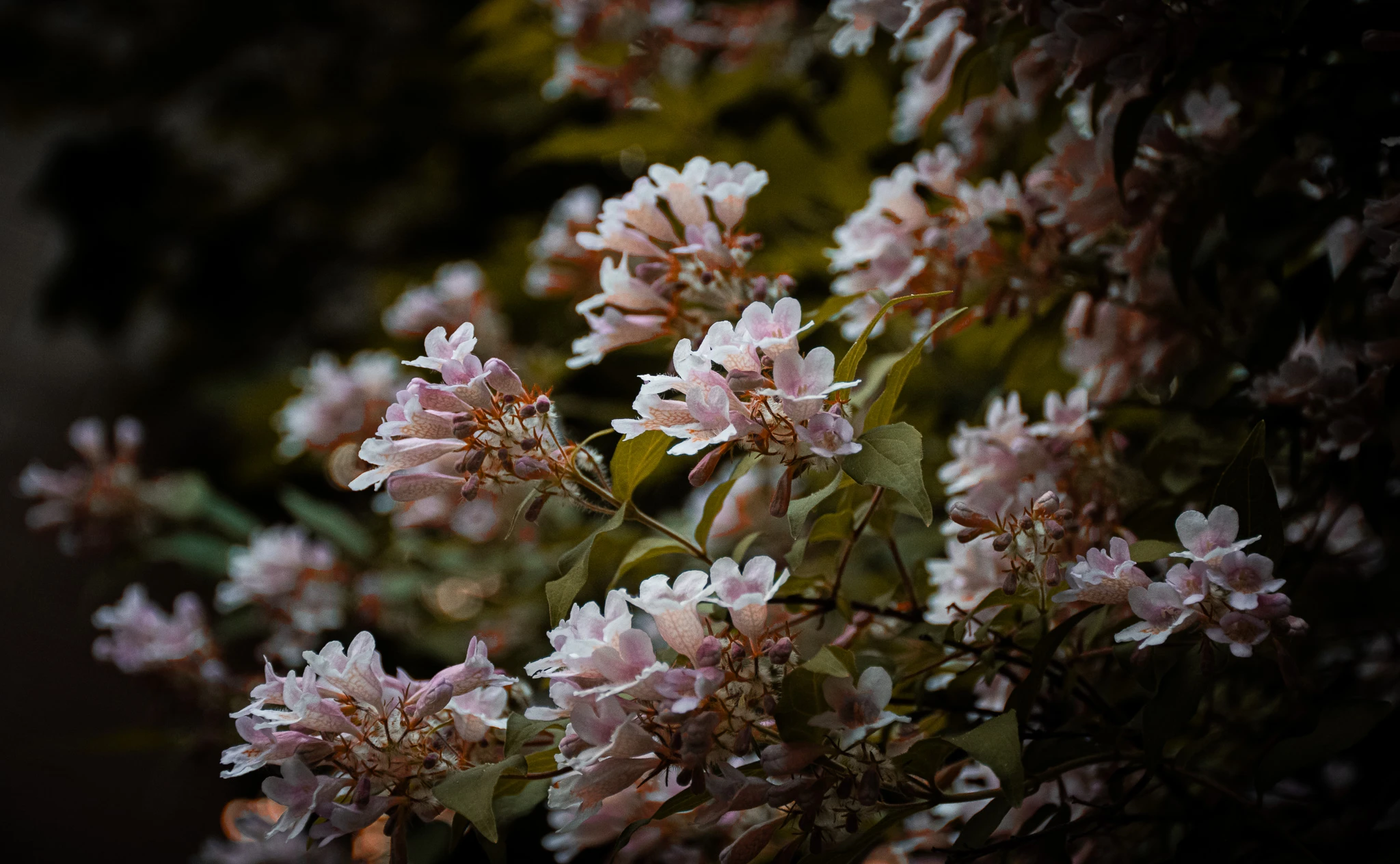 From the album: Nature