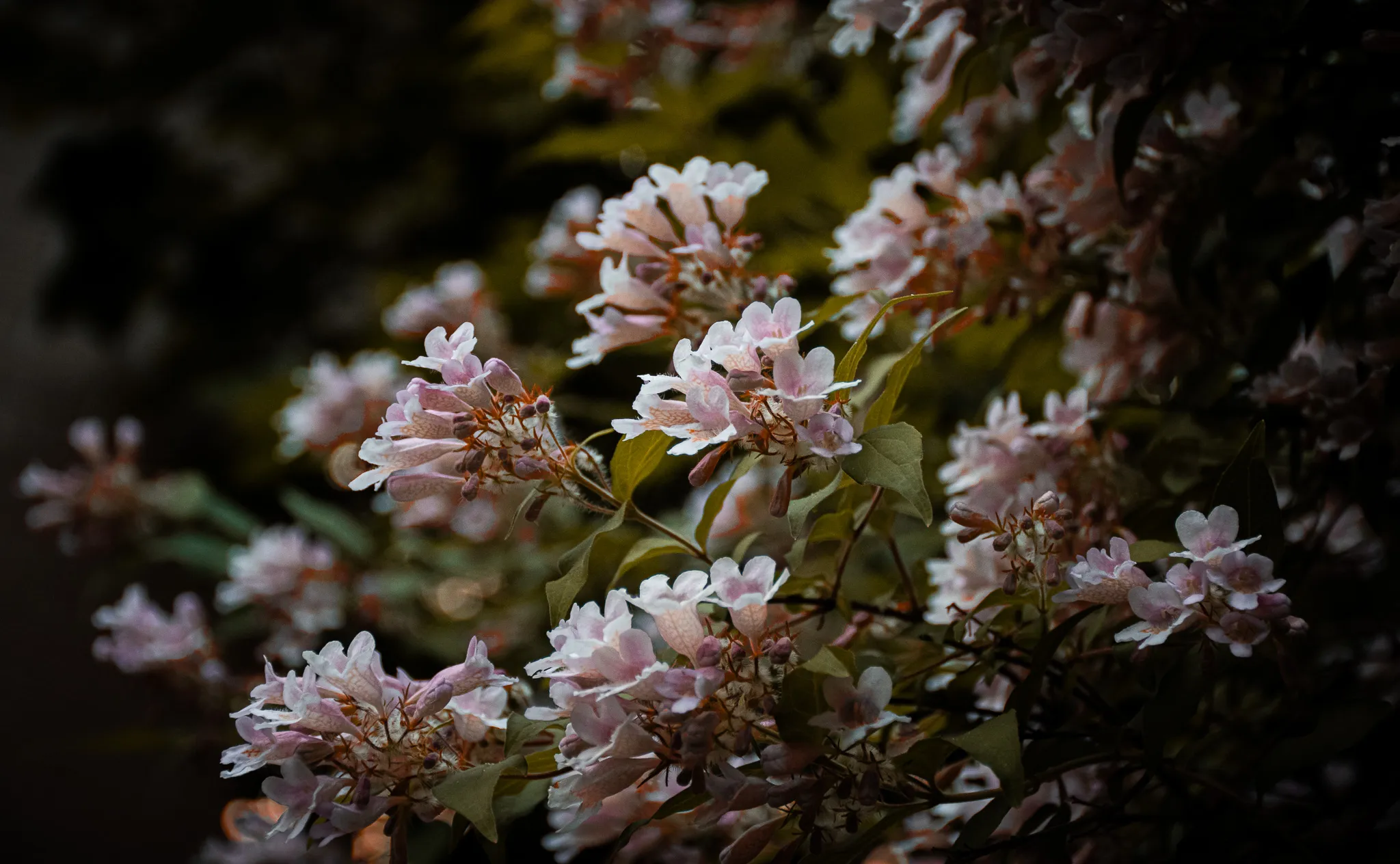 From the album: Nature