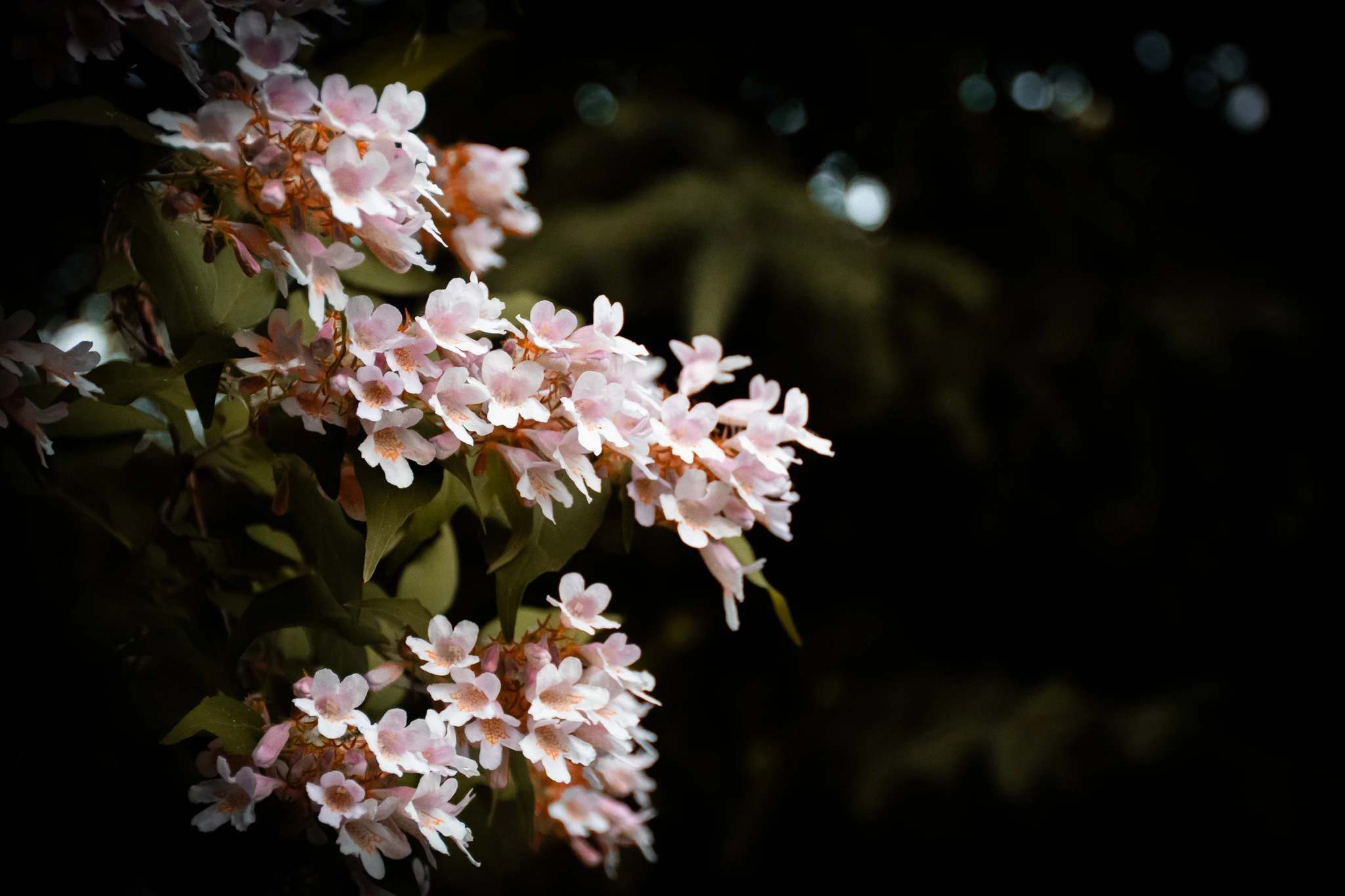 From the album: Nature