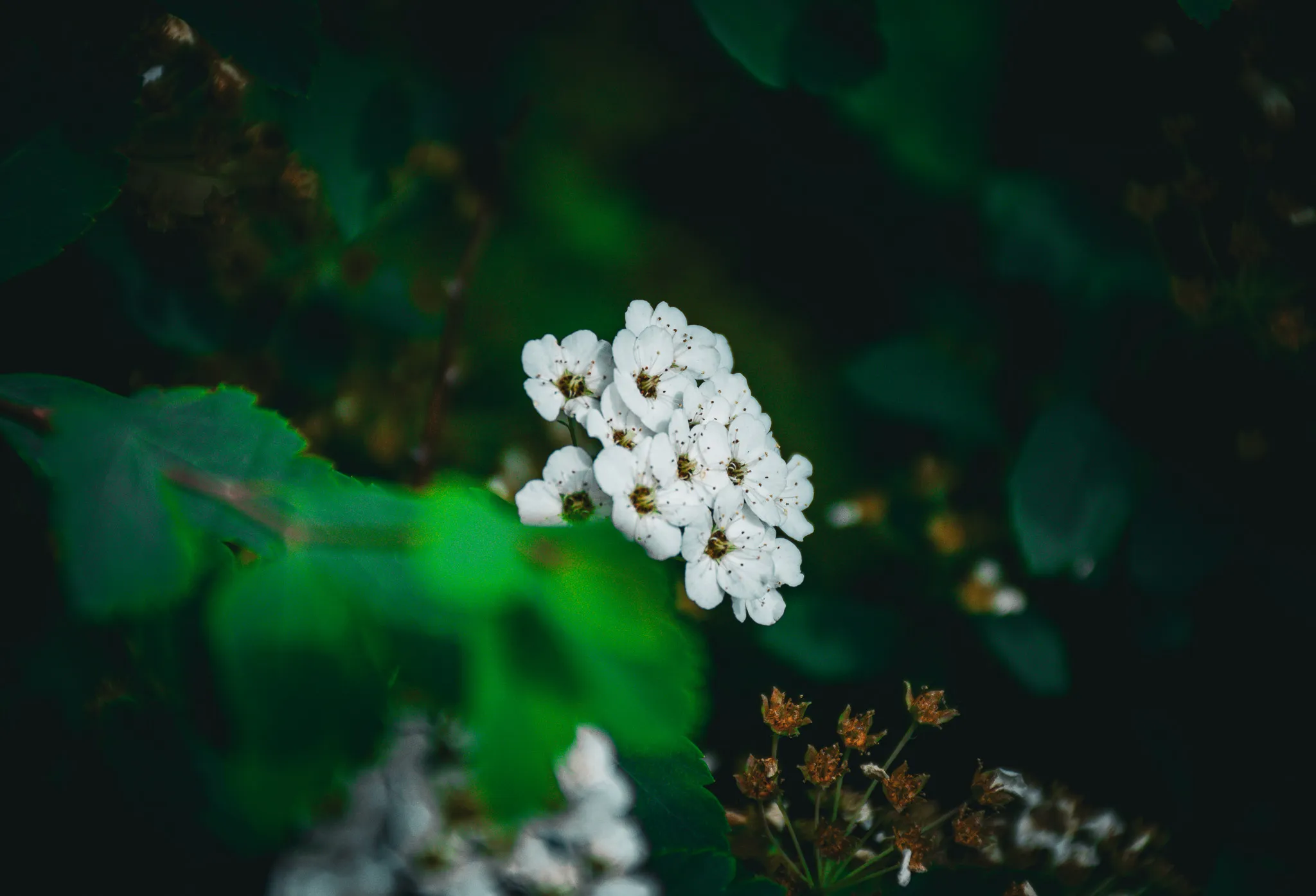 From the album: Nature