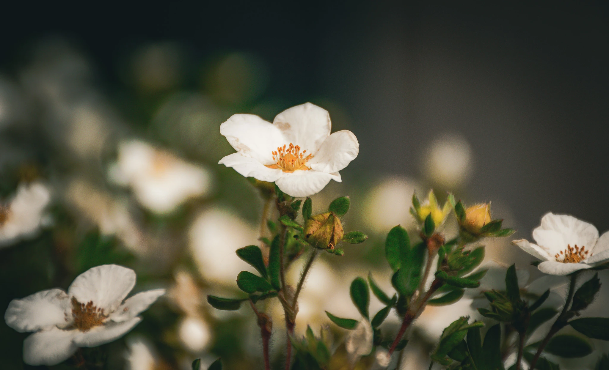 An image from the album: [Nature]