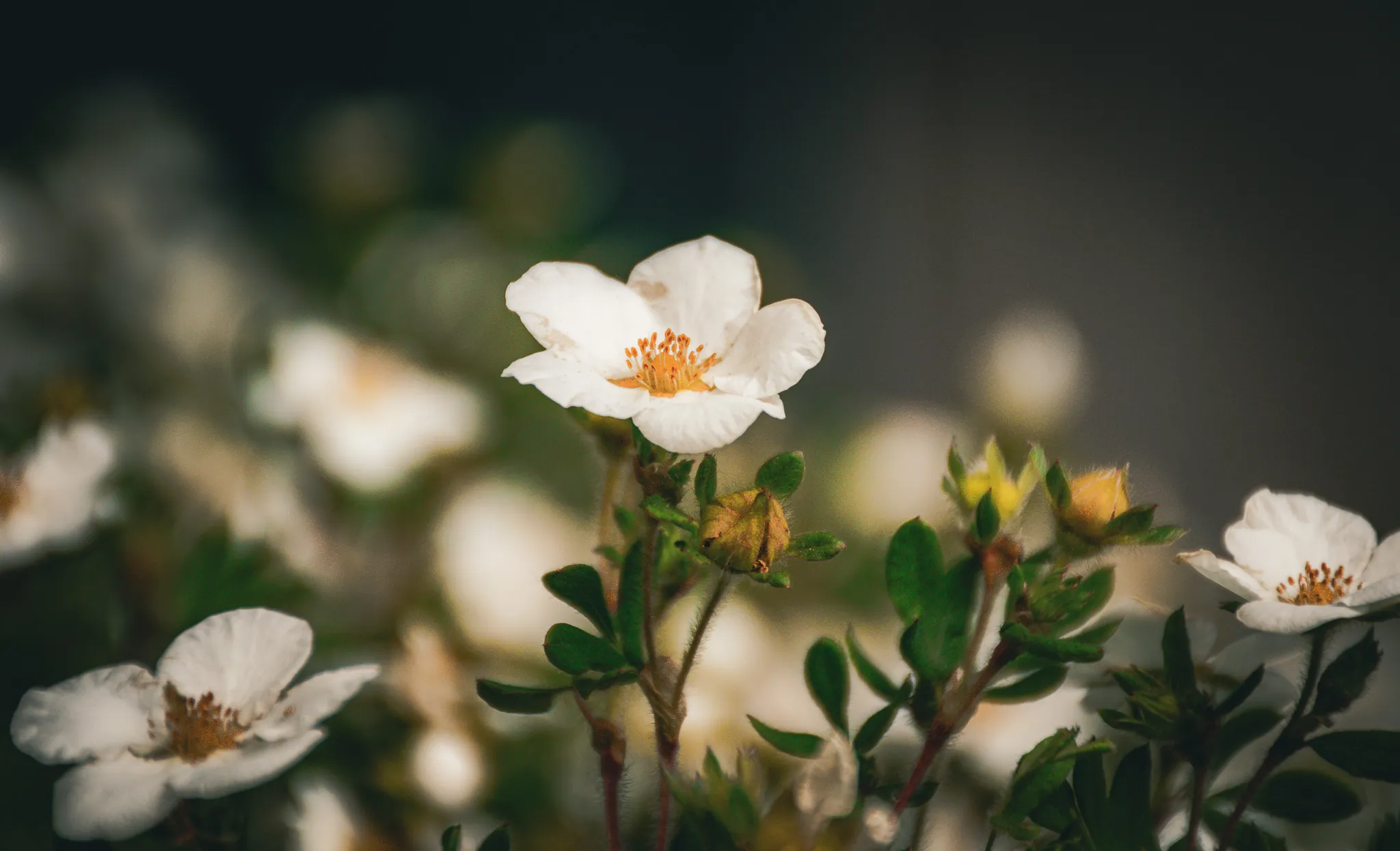 An image from the album: [Nature]