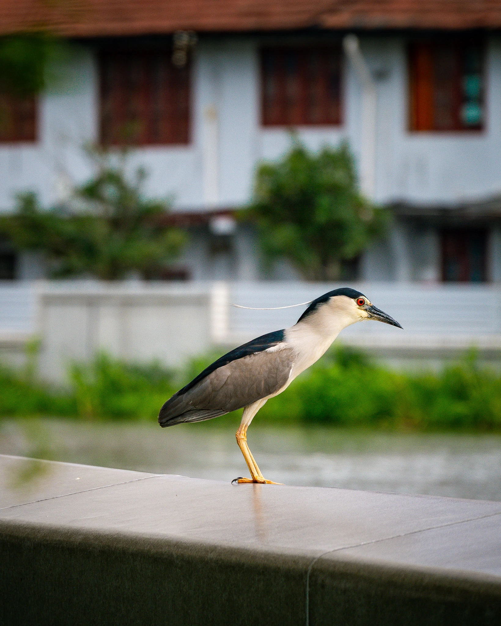 An image from the album: [Shanghai]