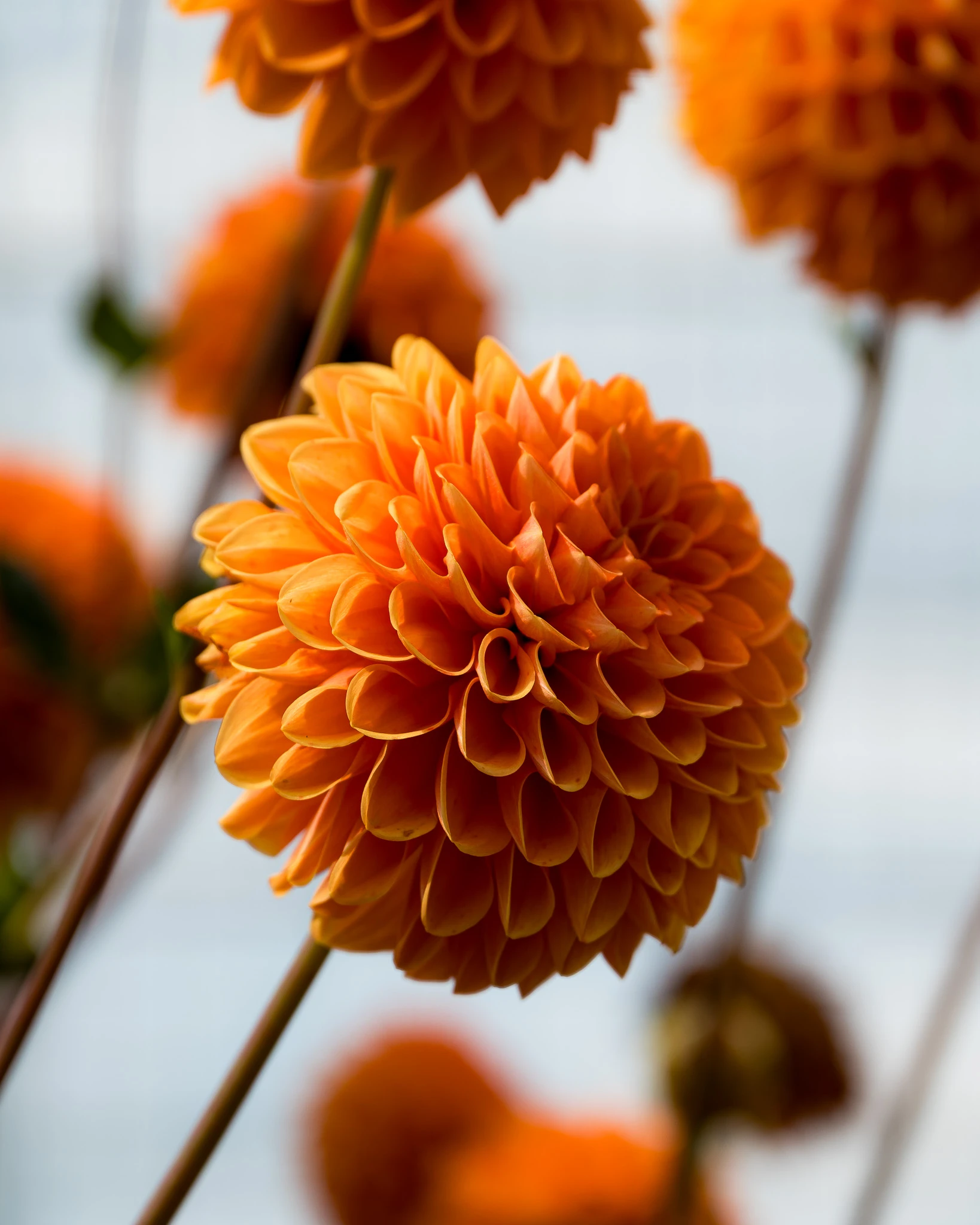 An image from the album: [Yunnan]