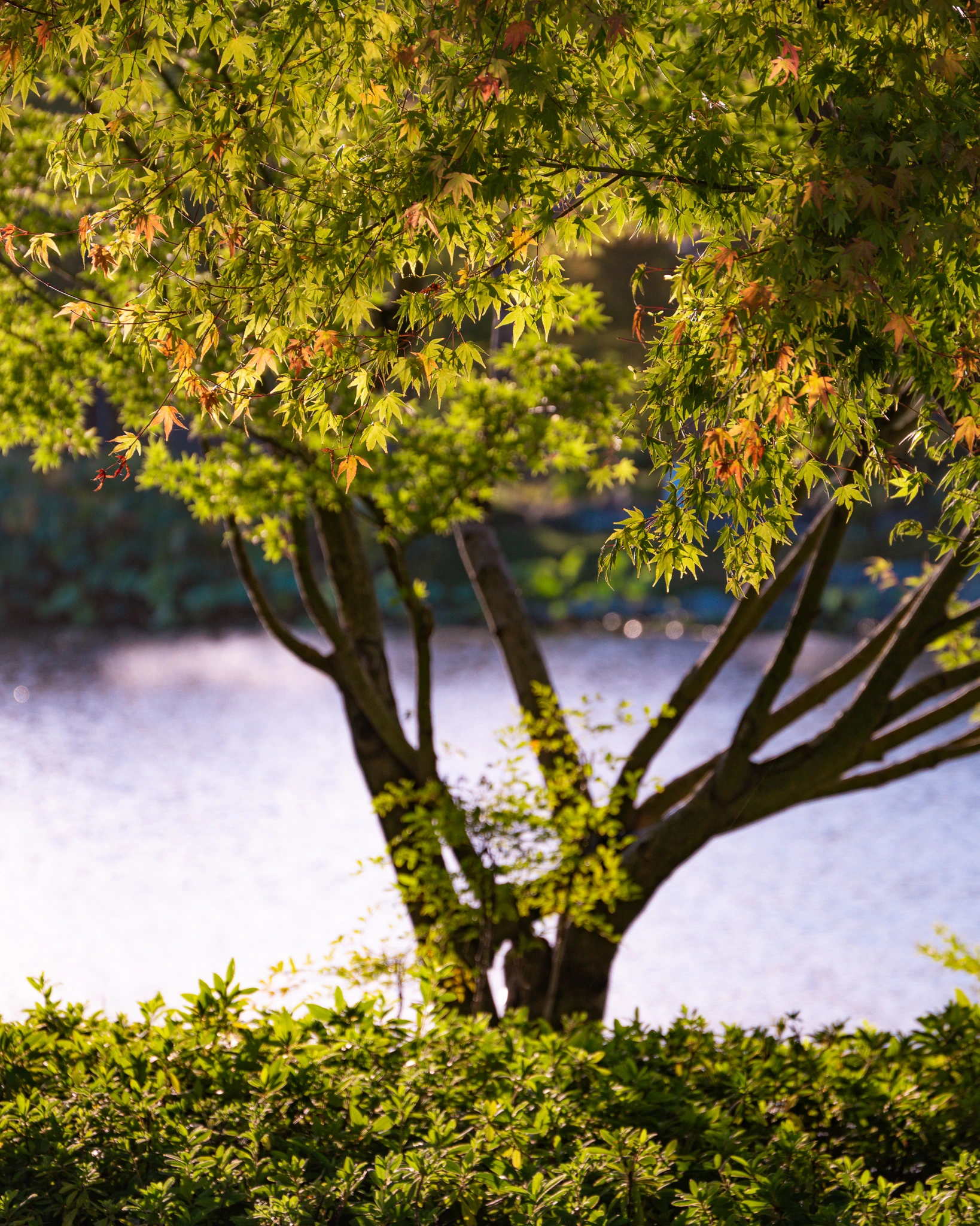 From the album: Shanghai