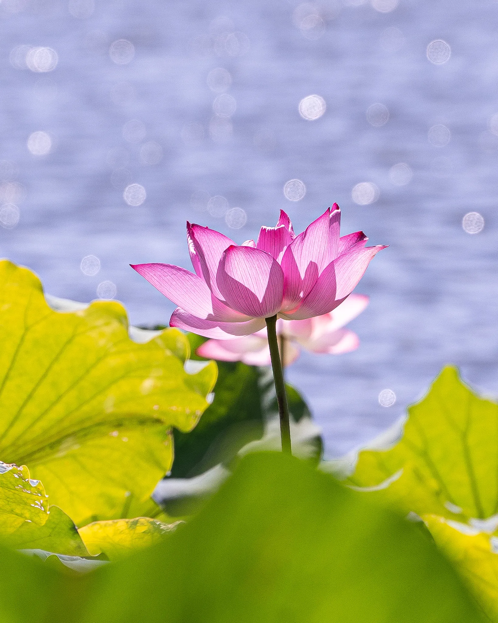 From the album: Hangzhou